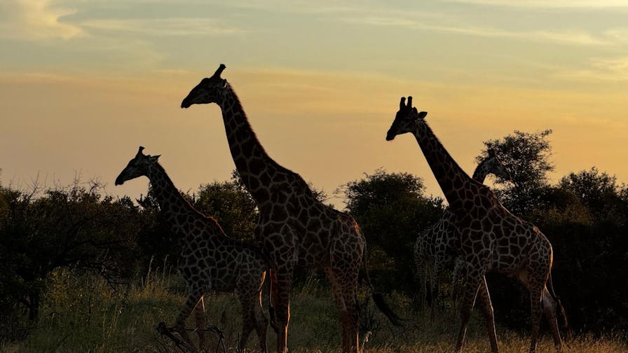 Carrie Roussin: a herd of giraffe walking in the Kruger National Park at sunset