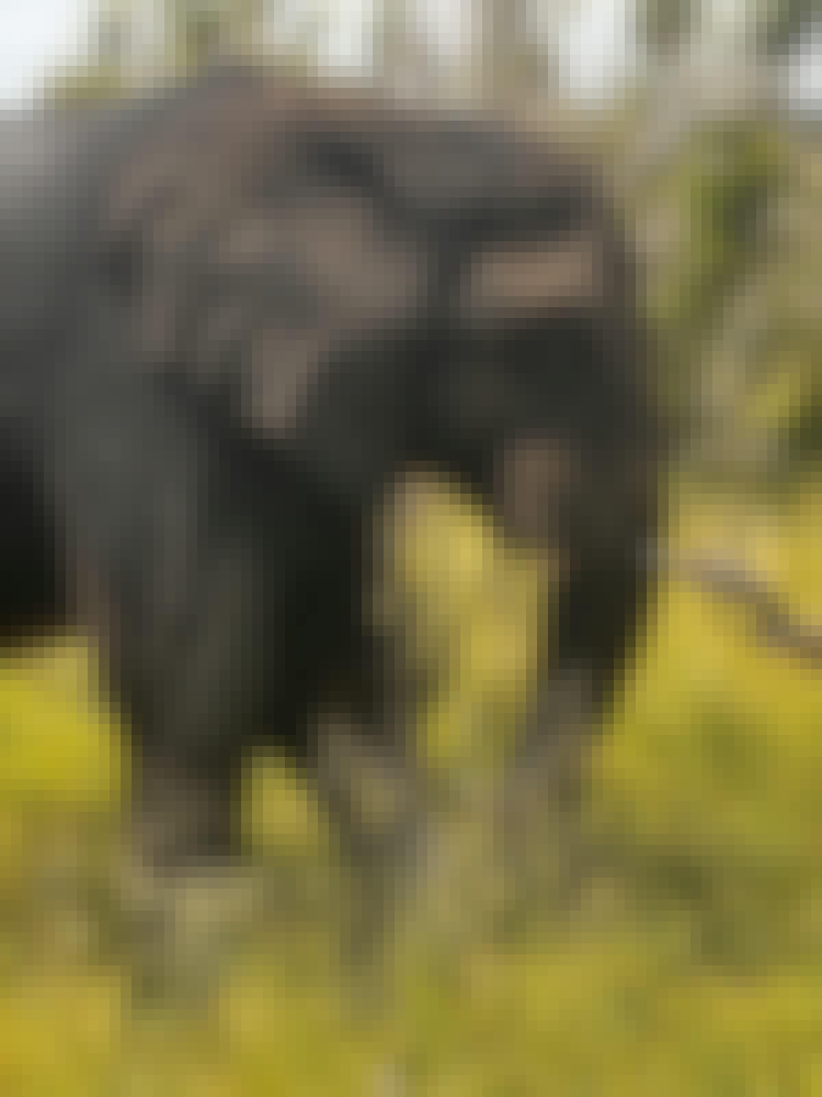 Carrie Roussin: an elephant grazing in the Kruger National Park