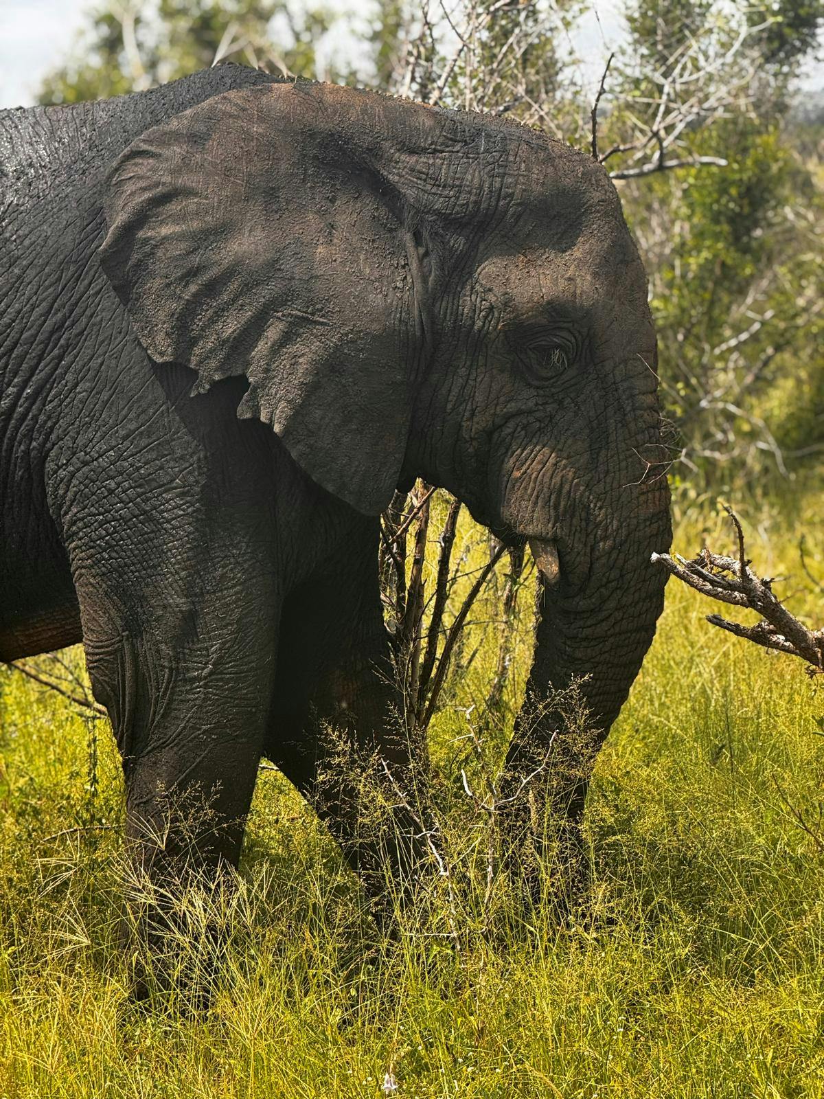 Carrie Roussin: an elephant grazing in the Kruger National Park
