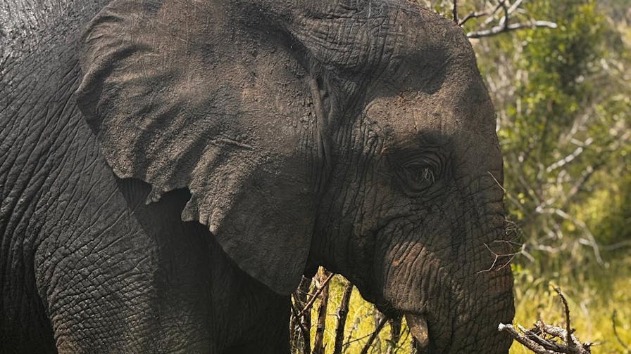 Carrie Roussin: an elephant grazing in the Kruger National Park