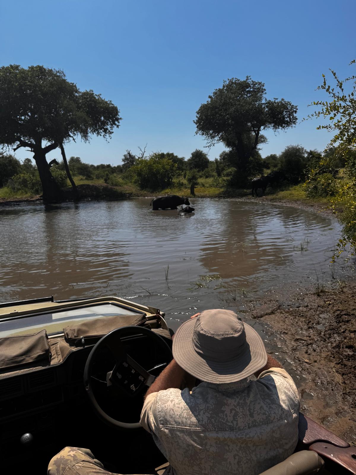 Carrie Roussin: a buffalo cooling themselves of in a watering hole