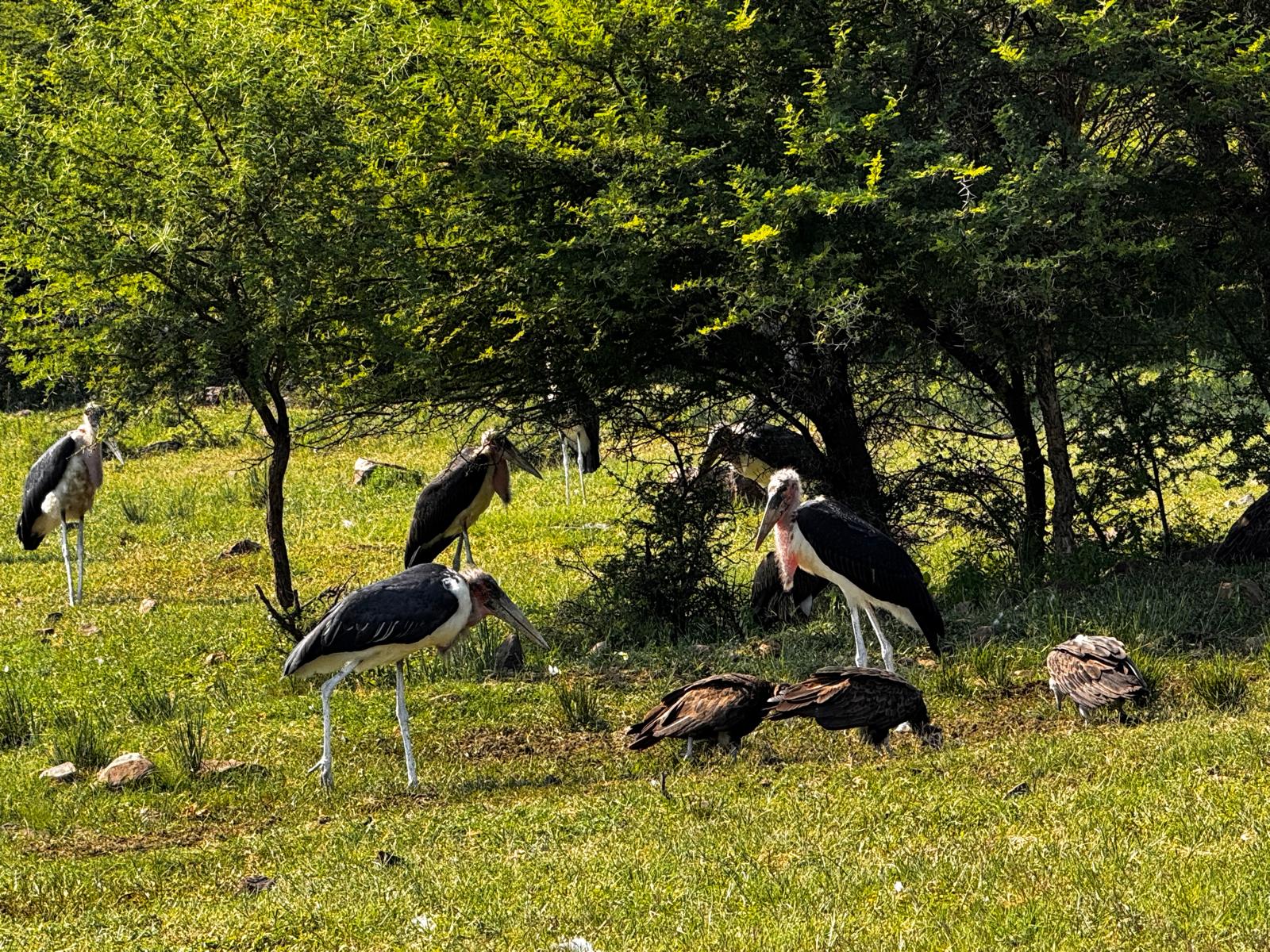 Carrie Roussin: a group of marabou stalks shading under a tree