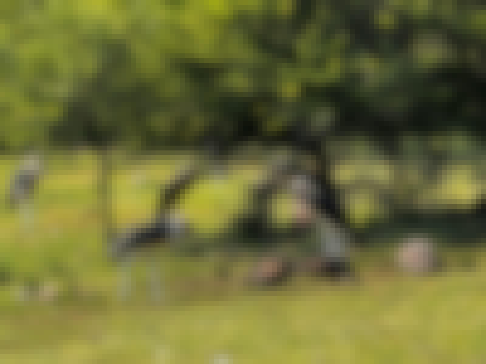 Carrie Roussin: a group of marabou stalks shading under a tree
