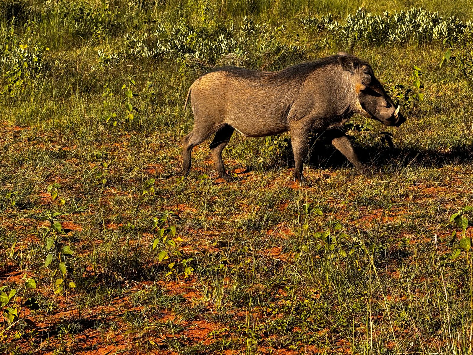Carrie Roussin: warthog in the bush