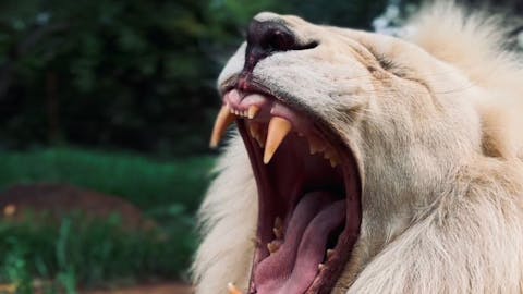 João de Oliveira: lion close-up with teeth showing