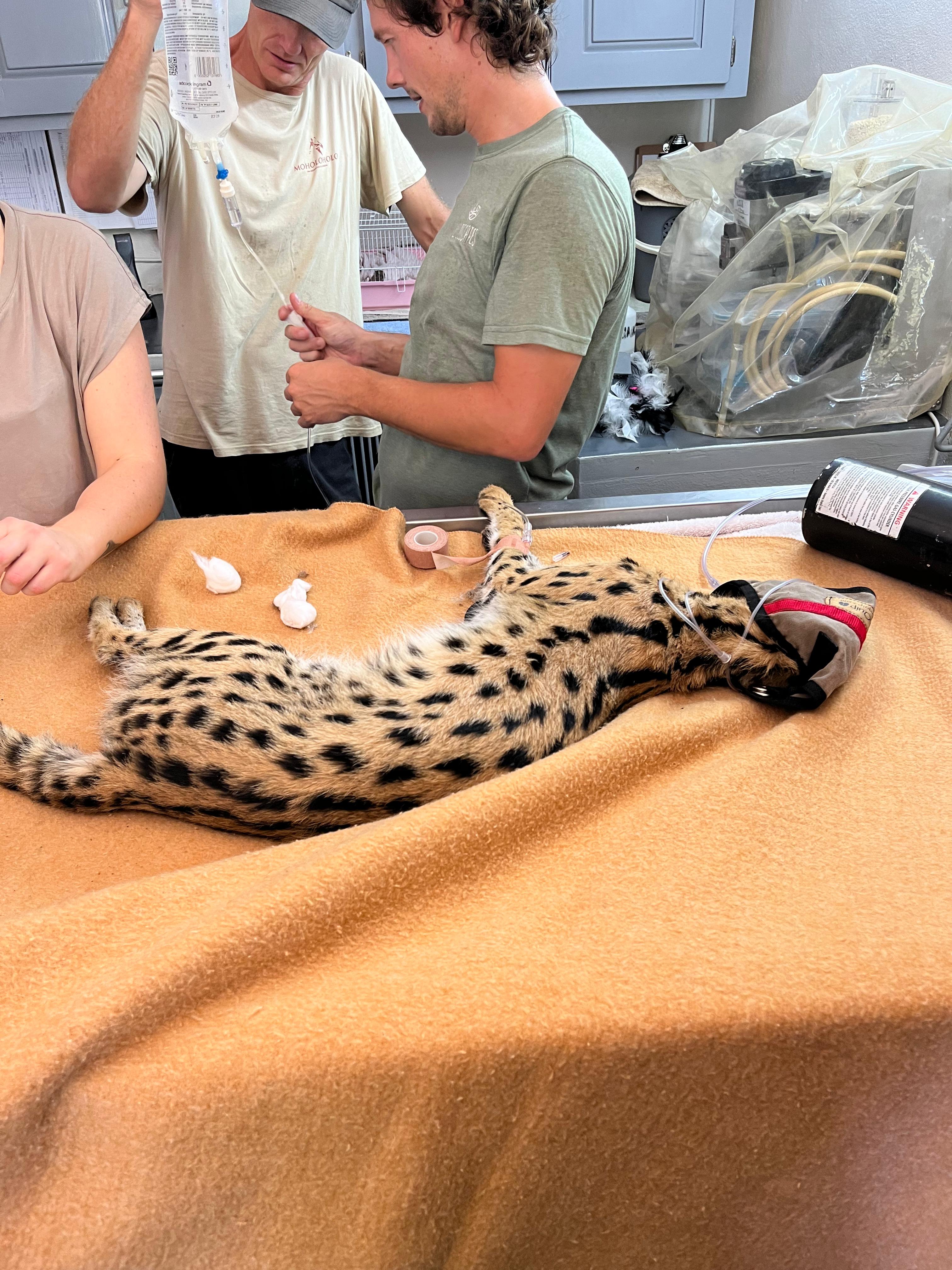 João de Oliveira: serval being treated by the vet in a clinic 