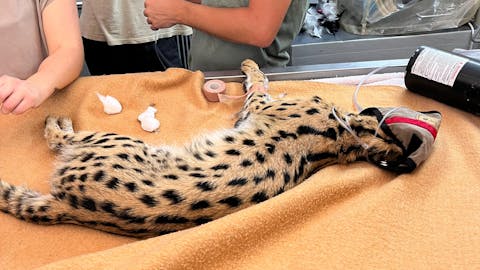 João de Oliveira: serval being treated by the vet in a clinic