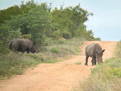 João de Oliveira: rhinos on a dirt track in the Kruger National Park