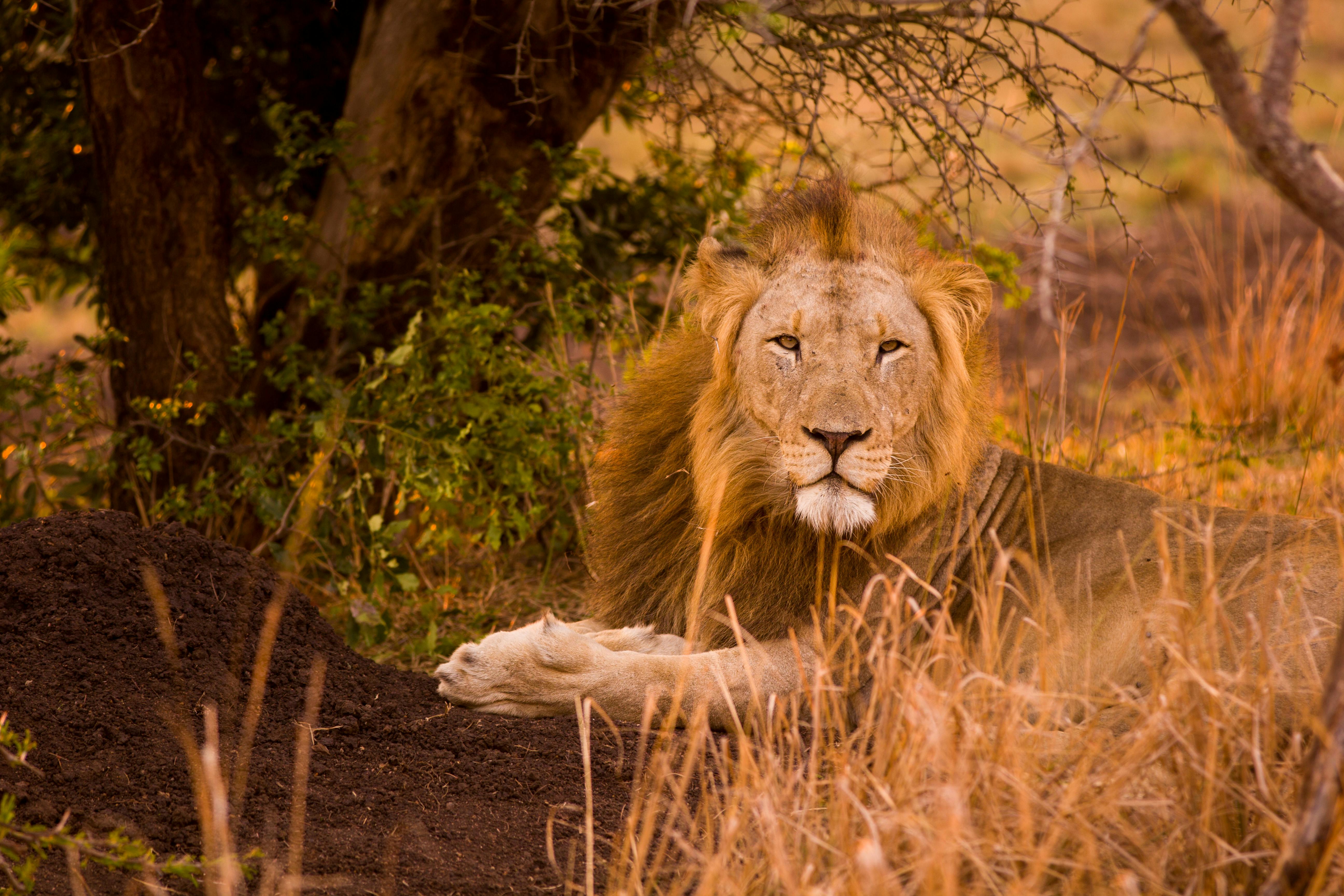 Close up of a lion in the Okavango