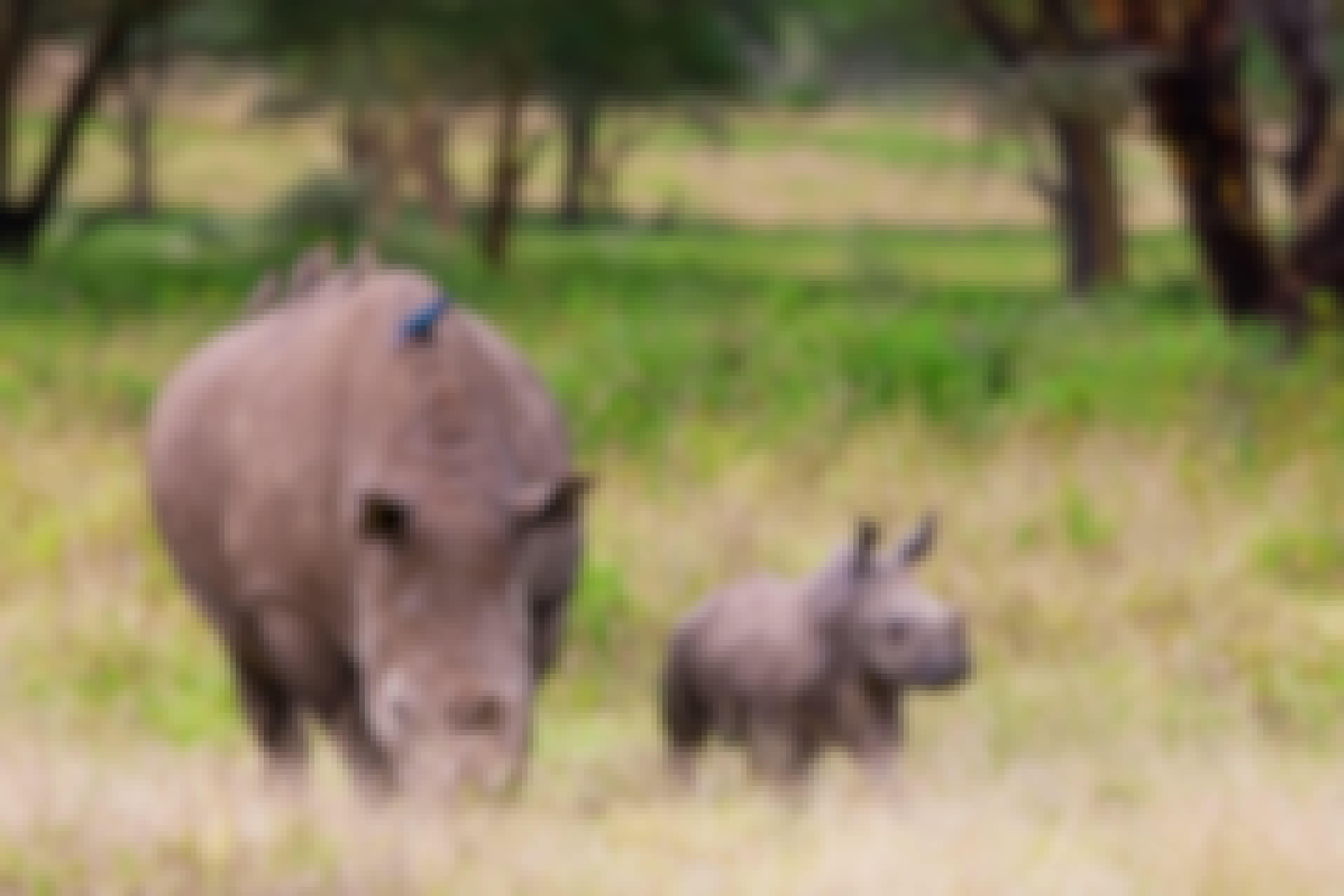 Two rhinos out in the wild