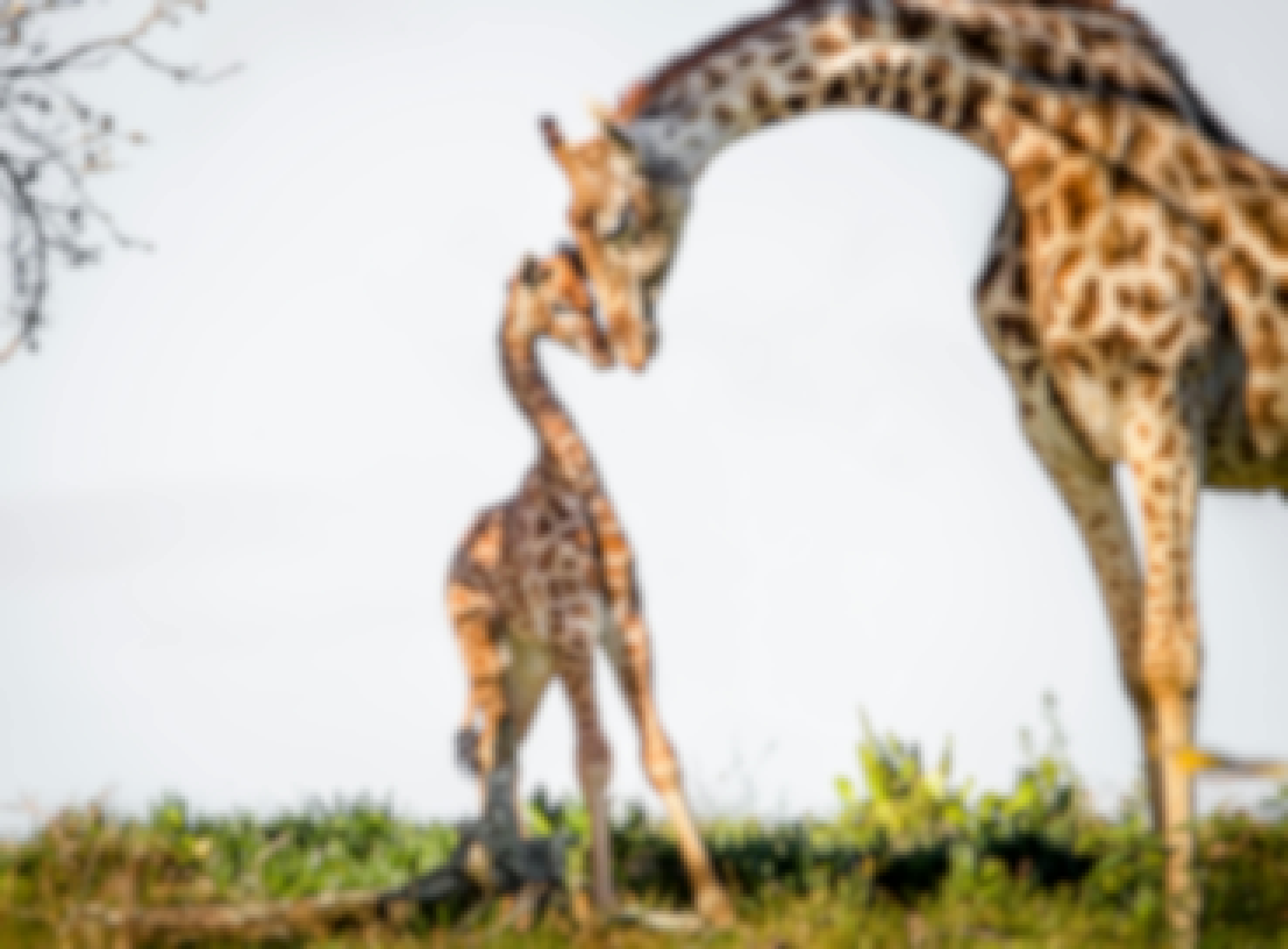 Giraffe with baby