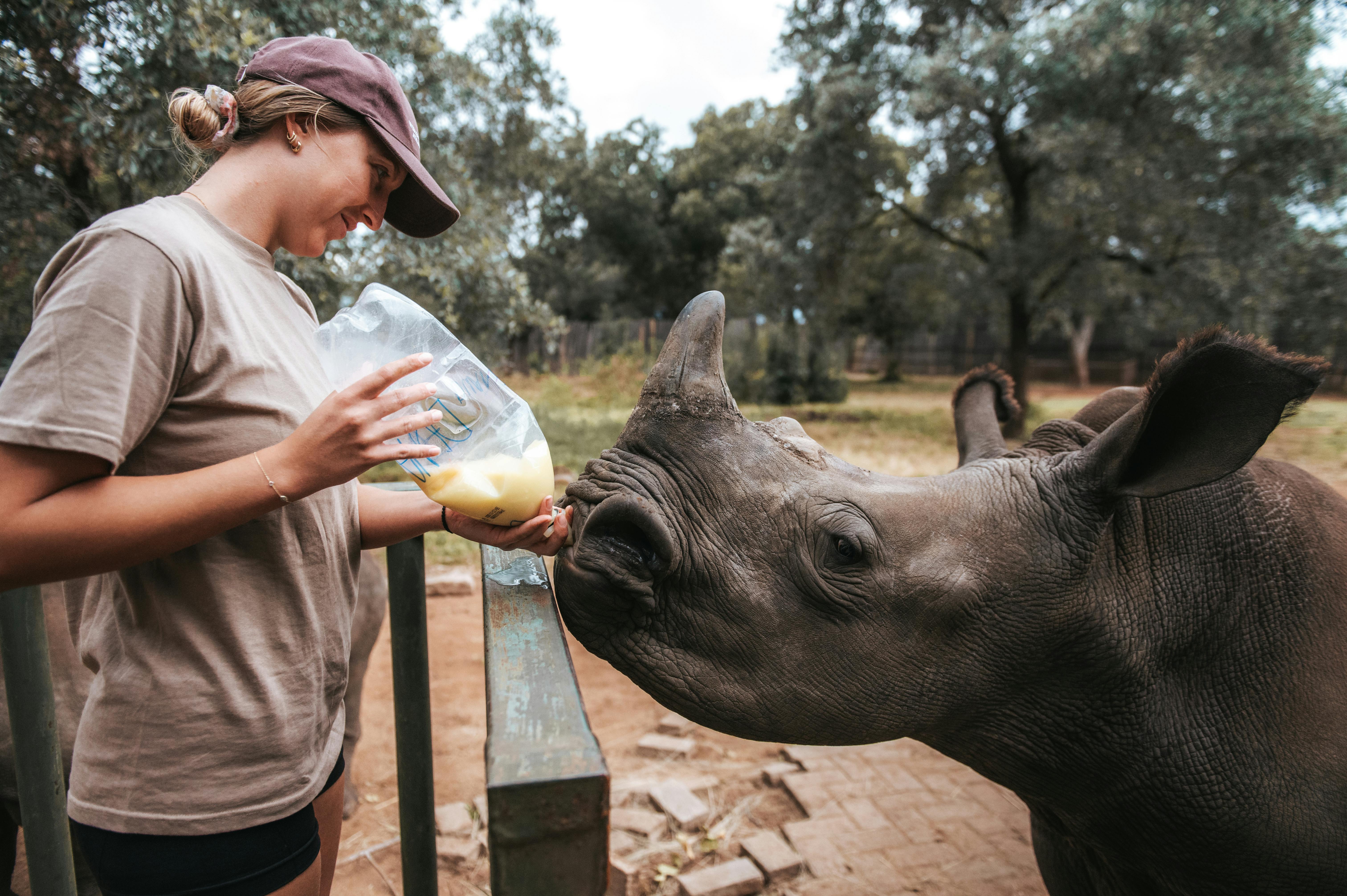Volunteer bottle feeding a rhino at Golola