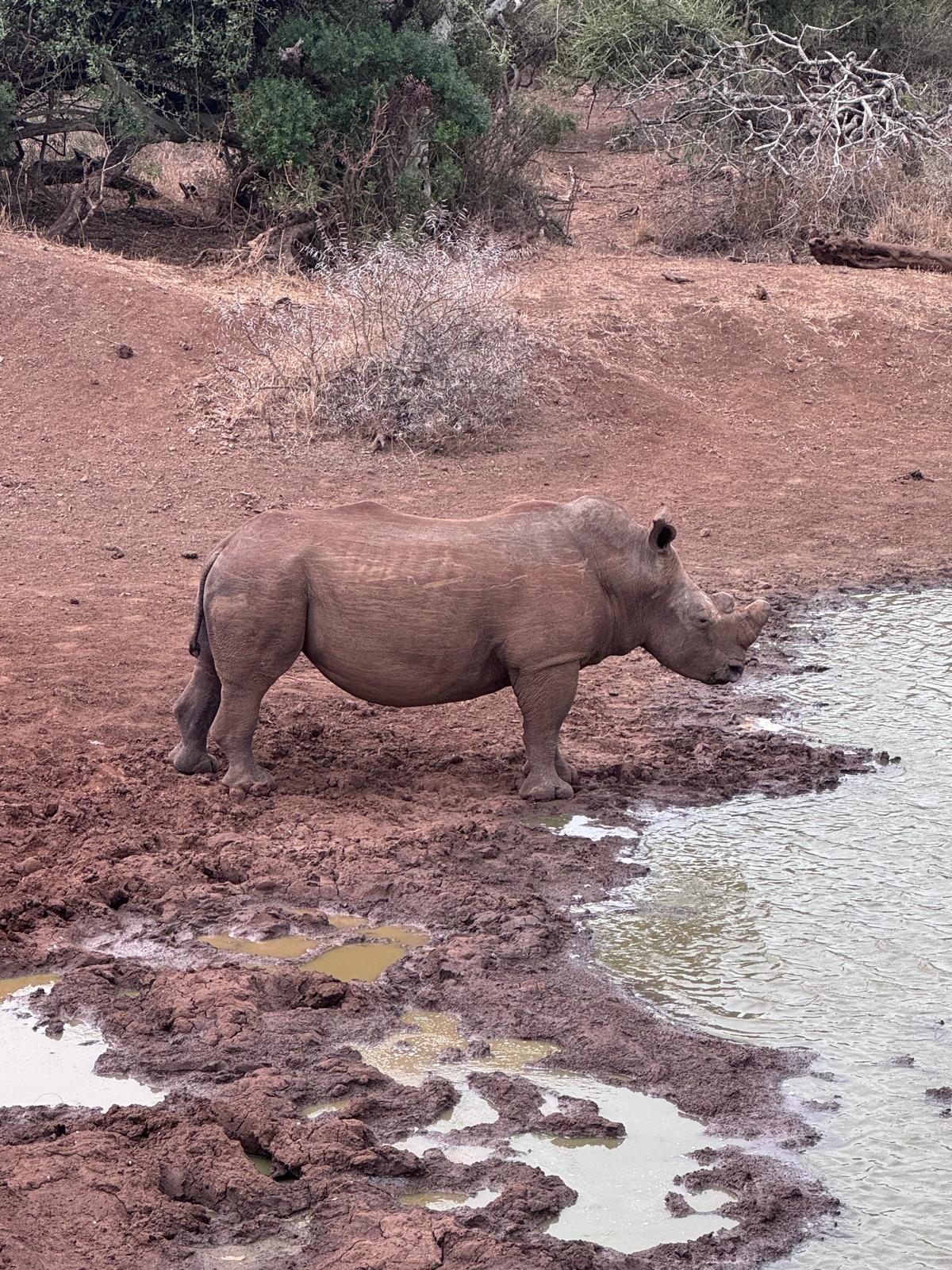 Adam Peerally: a rhino by the water