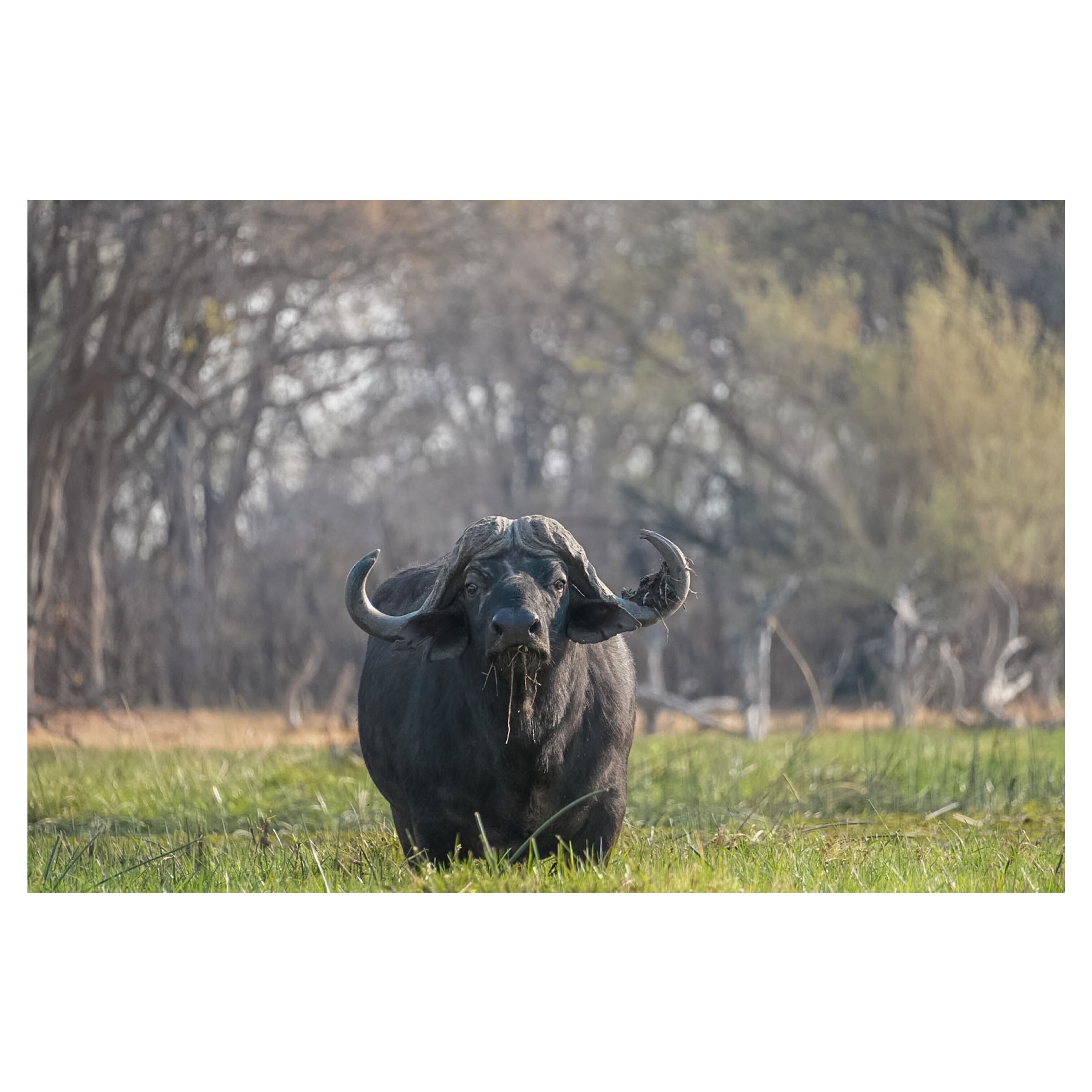 Sam Johnston: Water Buffalo in the Okavango