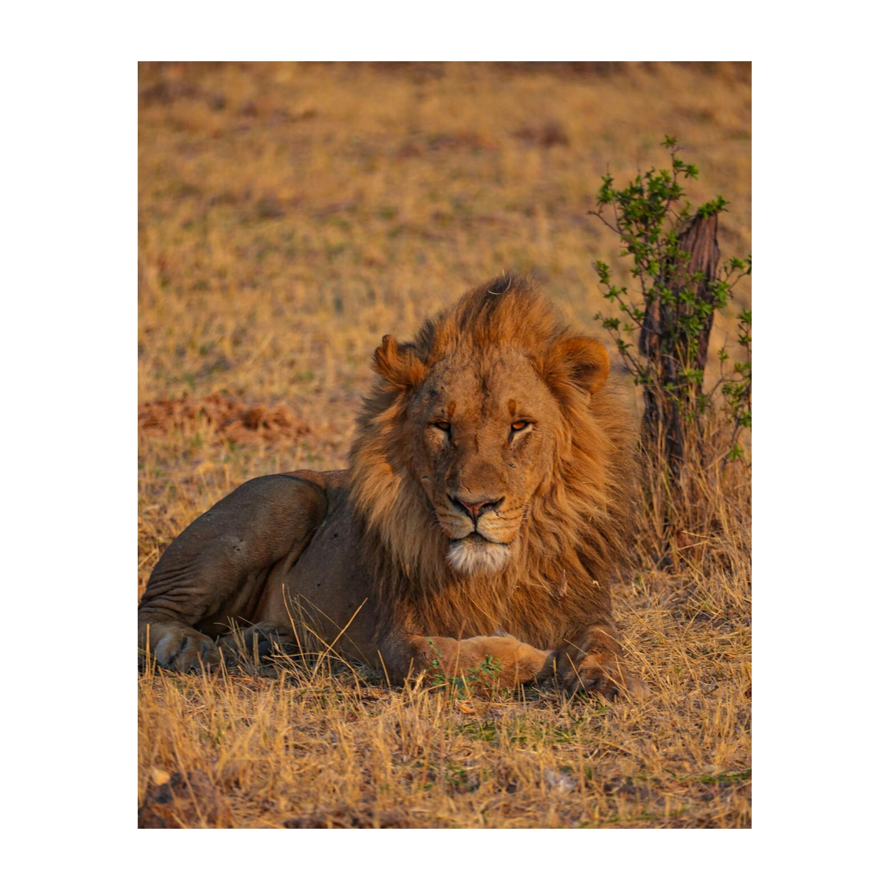 Sam Johnston: Close up of Lion at Okavango Wilderness Project