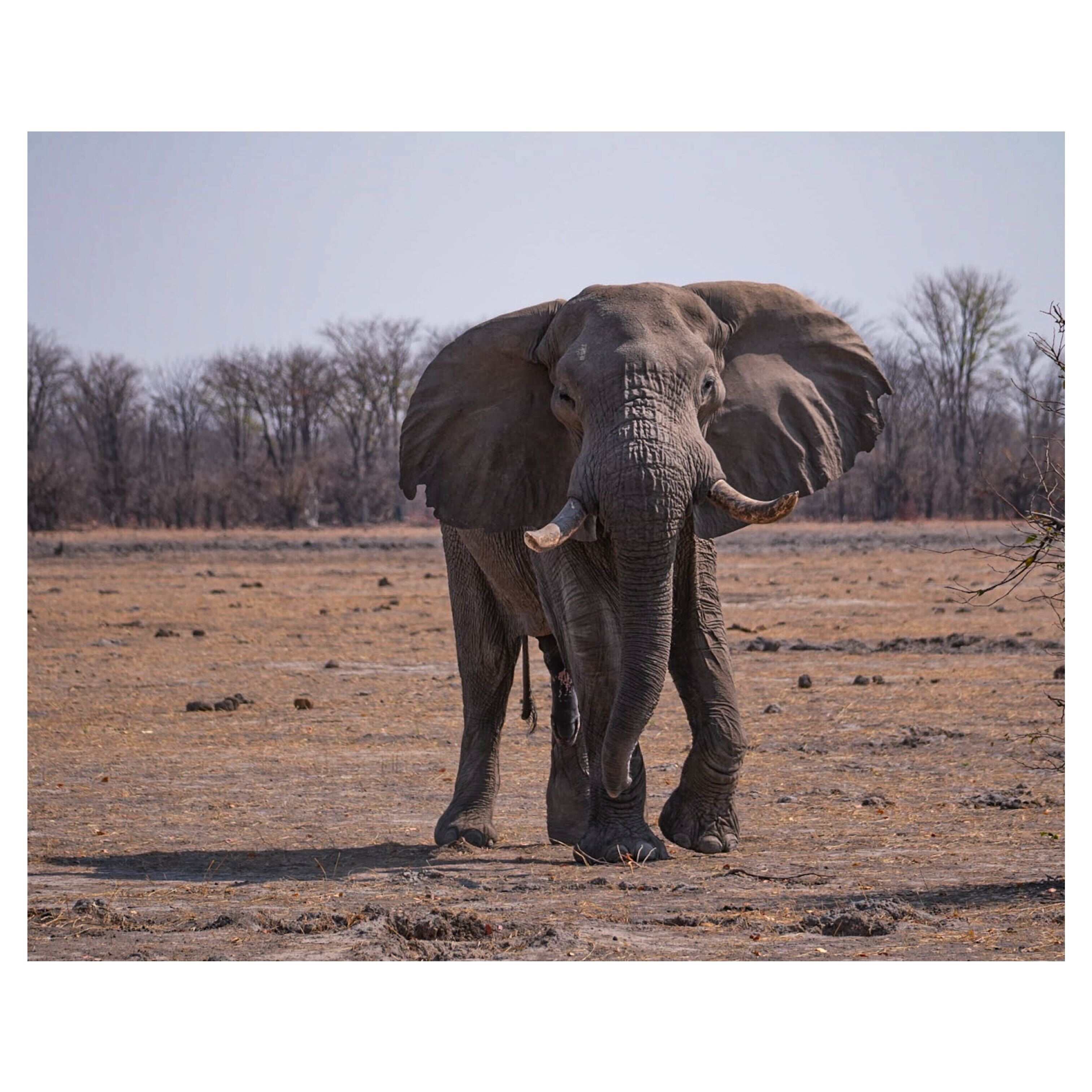 Sam Johnston: Close up of Elephant in Okavango