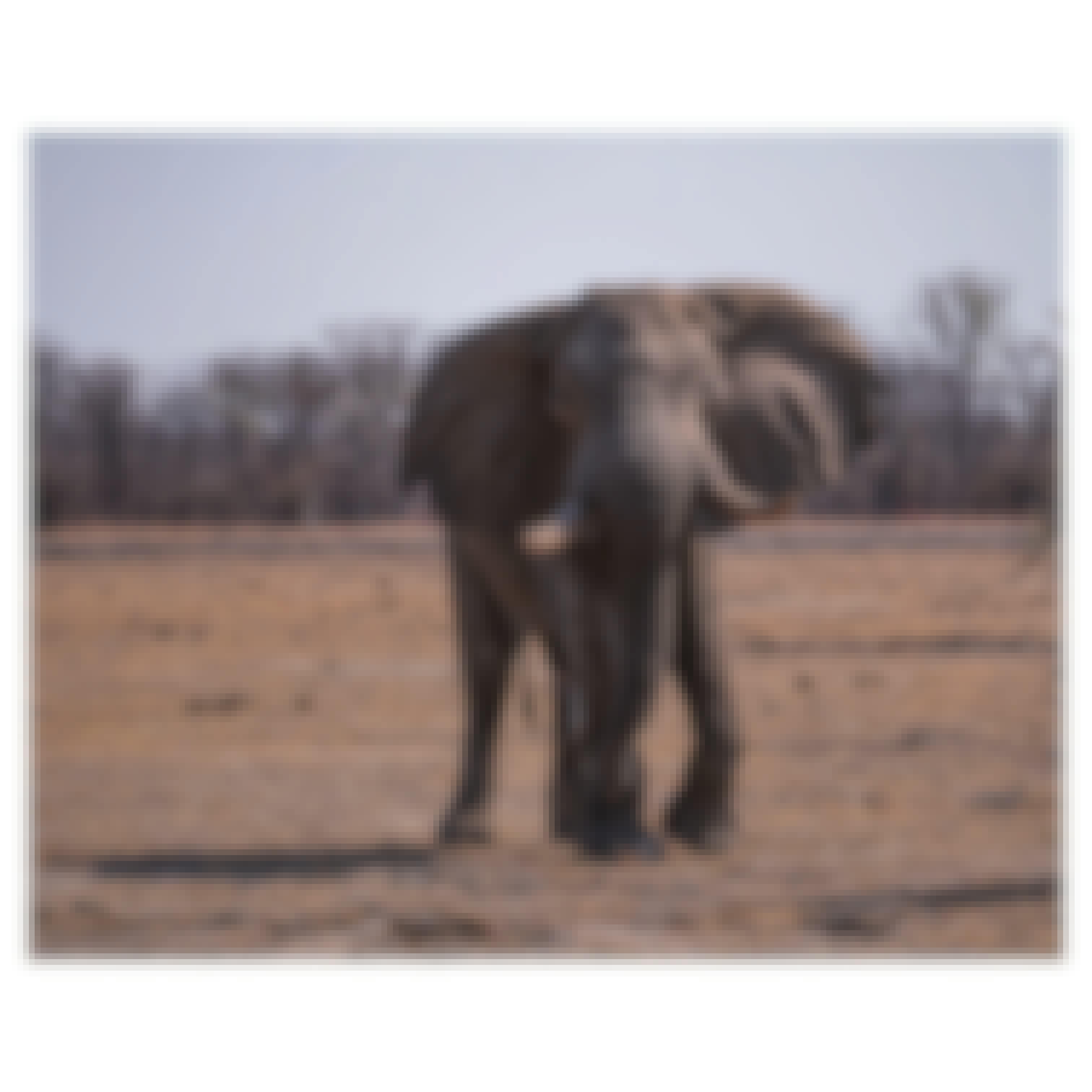 Sam Johnston: Close up of Elephant in Okavango