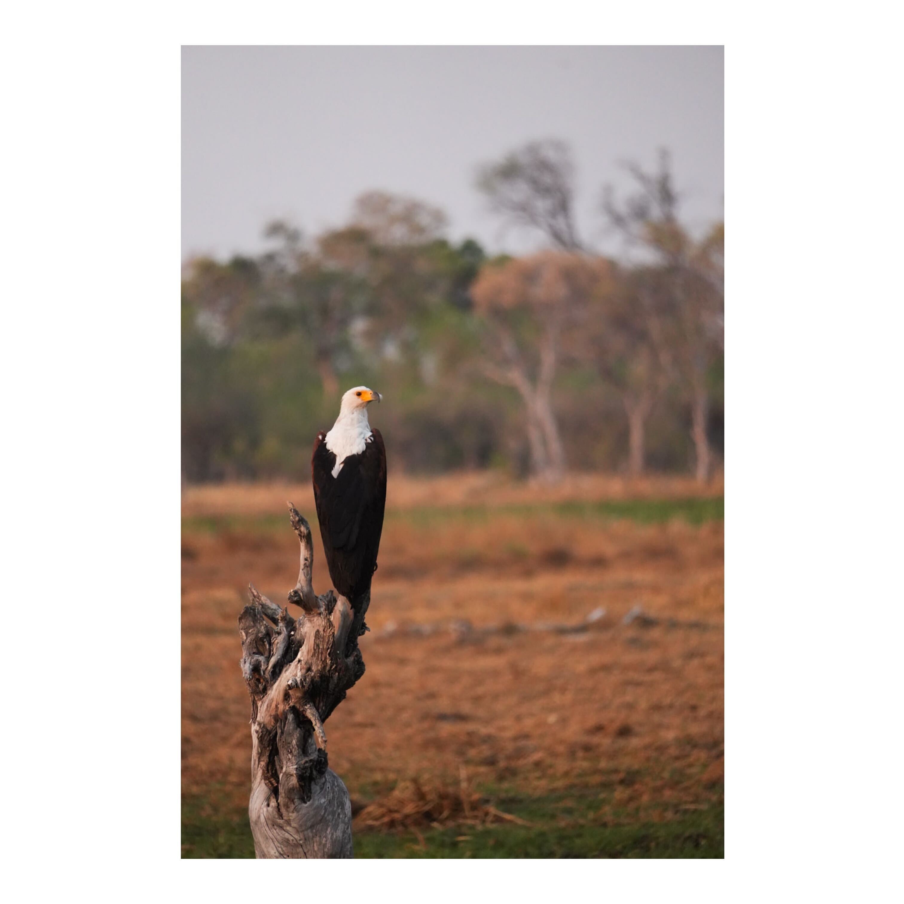 Sam Johnston: Close up of Eagle in Okavango