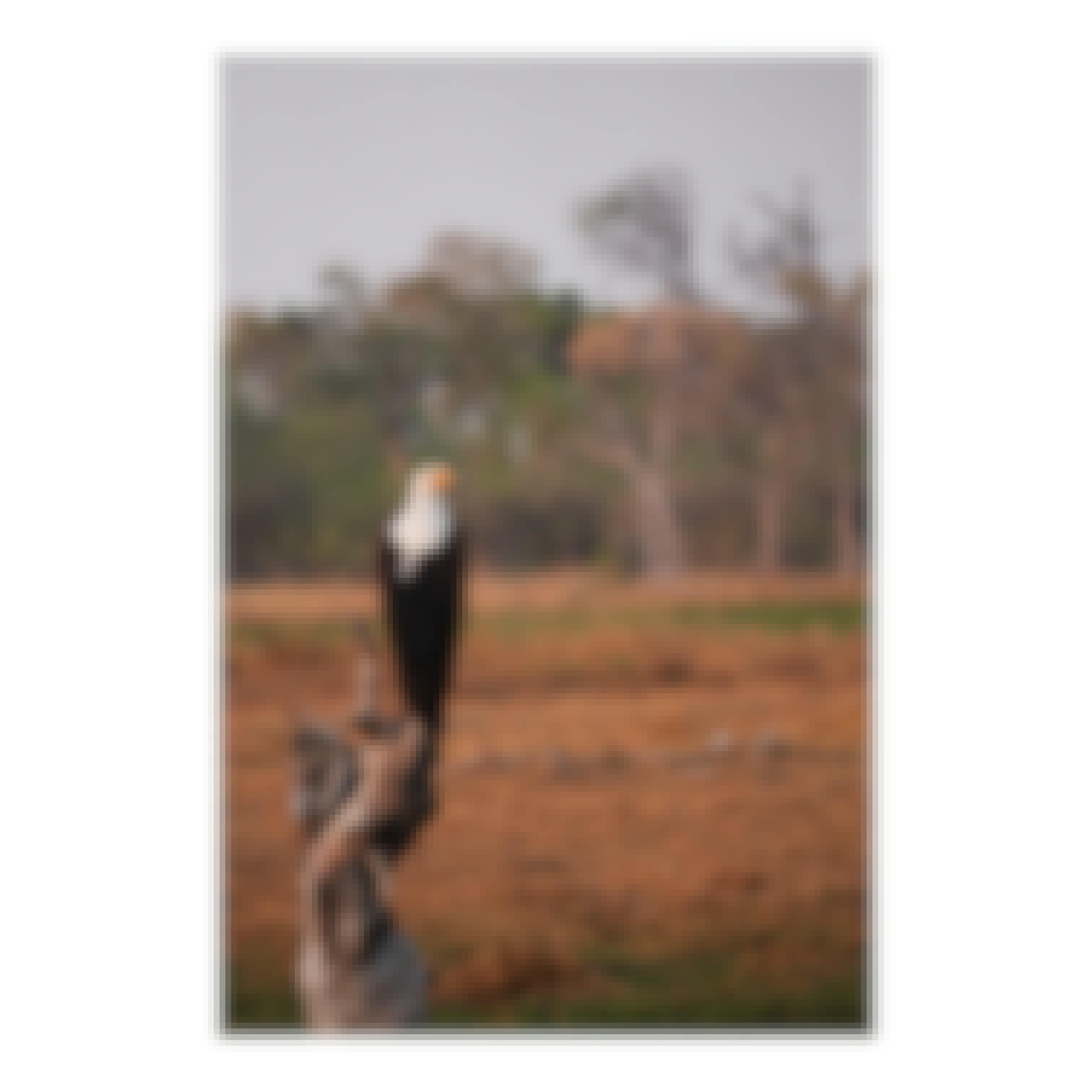 Sam Johnston: Close up of Eagle in Okavango