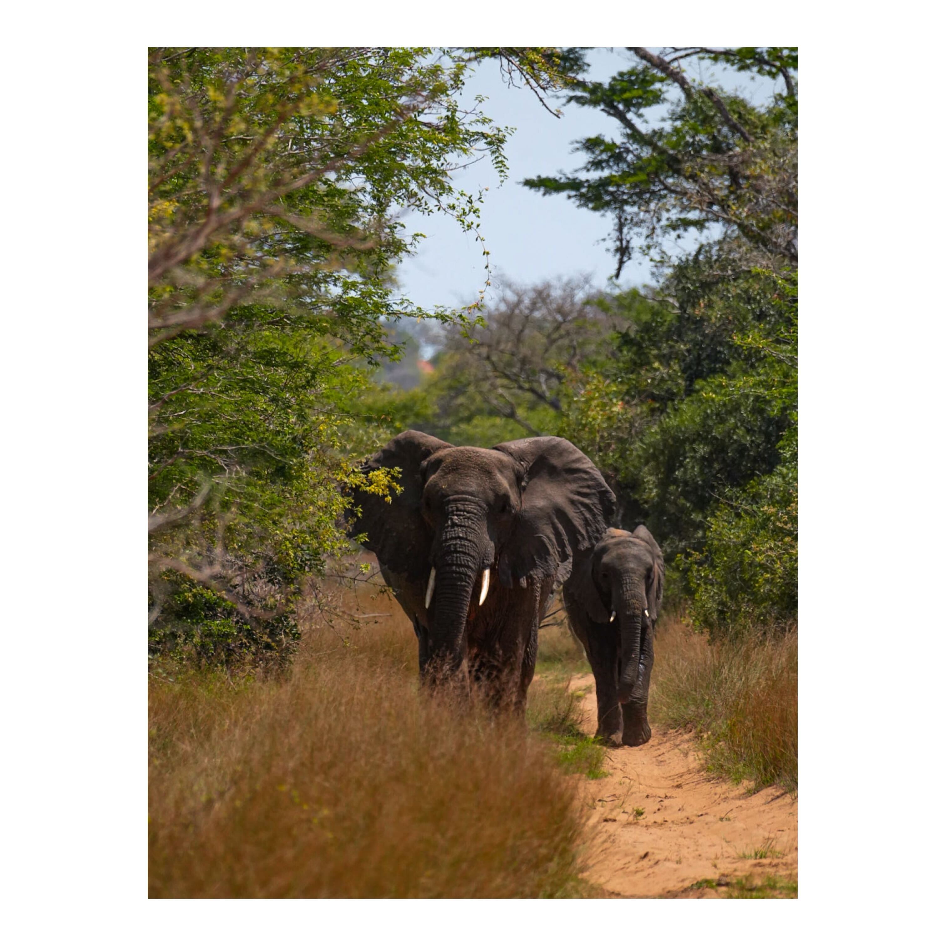 Sam Johnston: baby elephant with mother at Phinda Wildlife Research Project