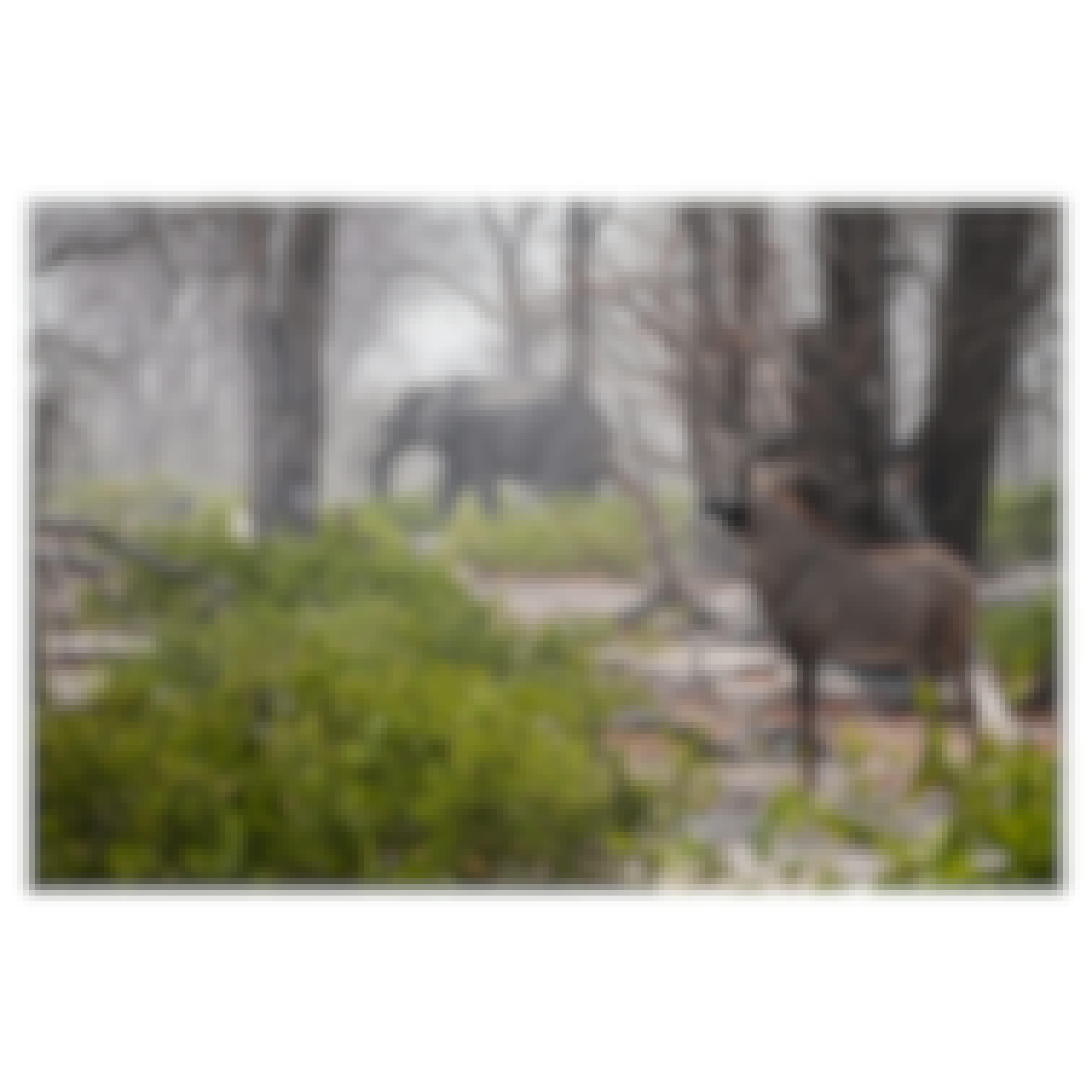 Sam Johnston: Close up of Kudu and Elephant in the Okavango