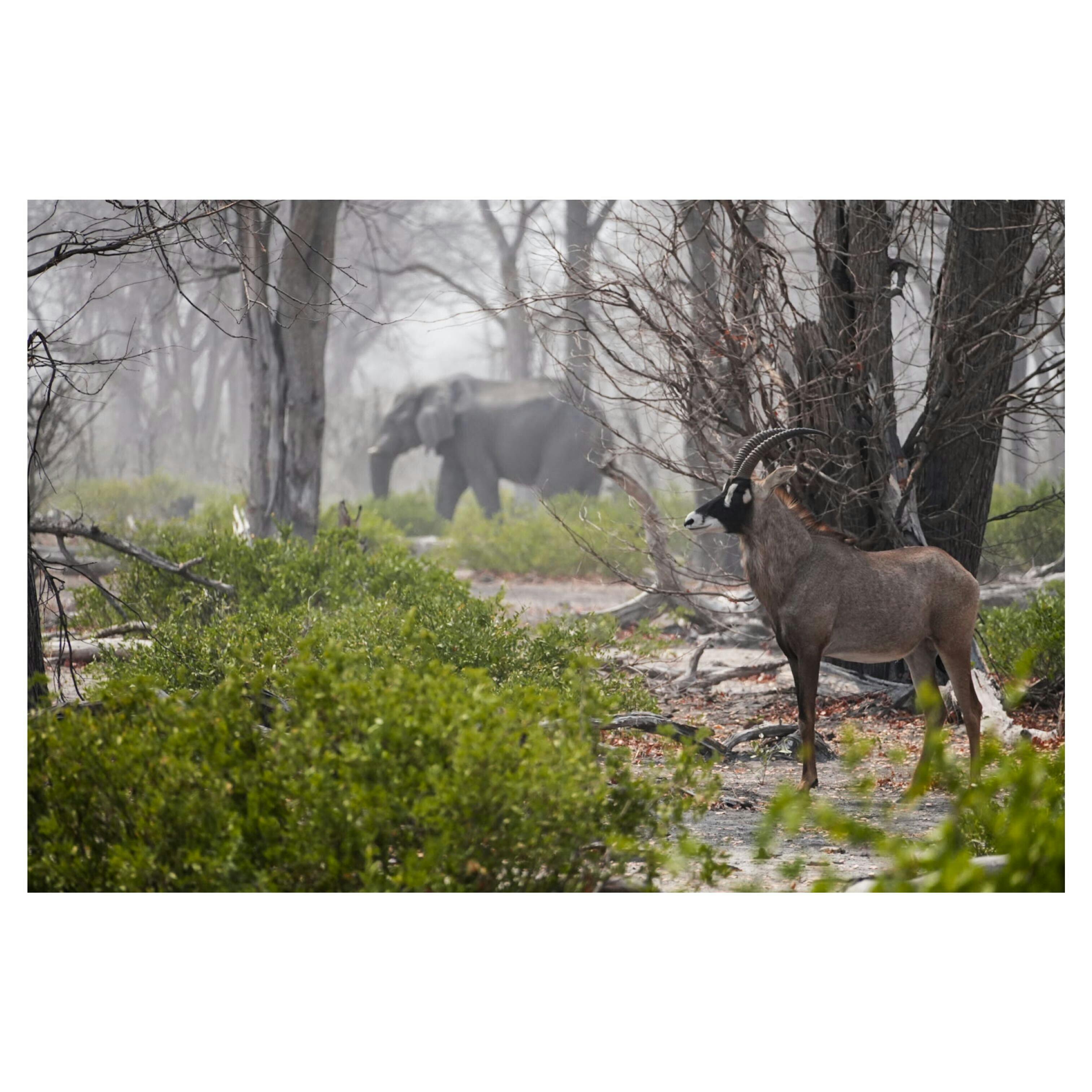 Sam Johnston: Close up of Kudu and Elephant in the Okavango