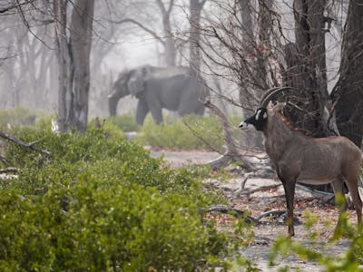 Sam Johnston: Close up of Kudu and Elephant in the Okavango