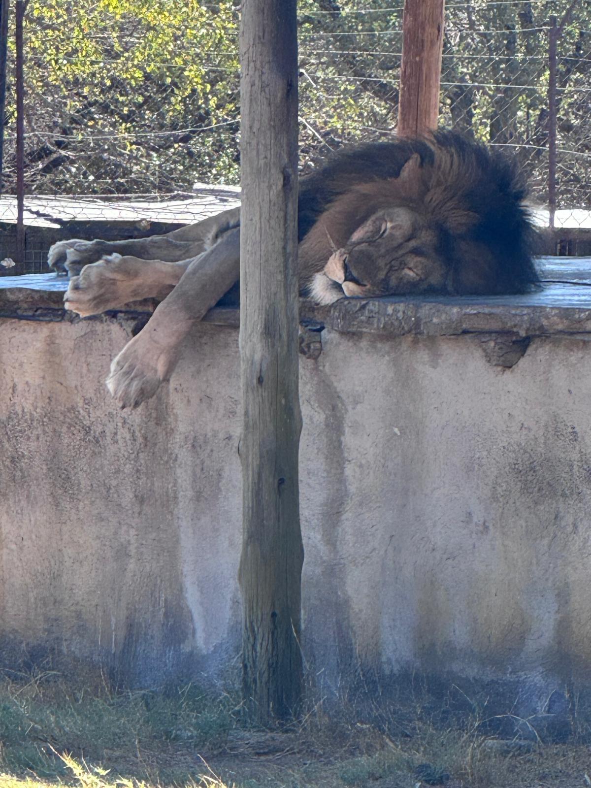 Adam Peerally: lion sleeping at Moholoholo