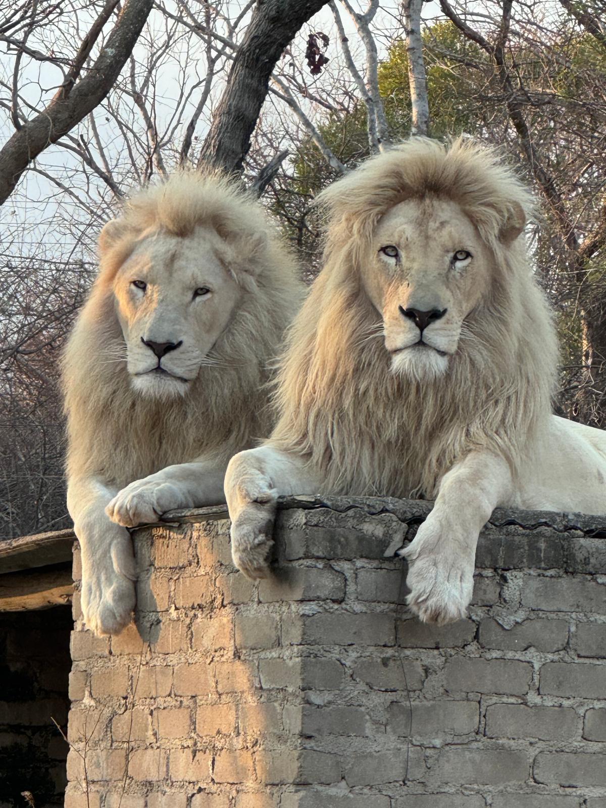 Adam Peerally: lions relaxing at Moholoholo