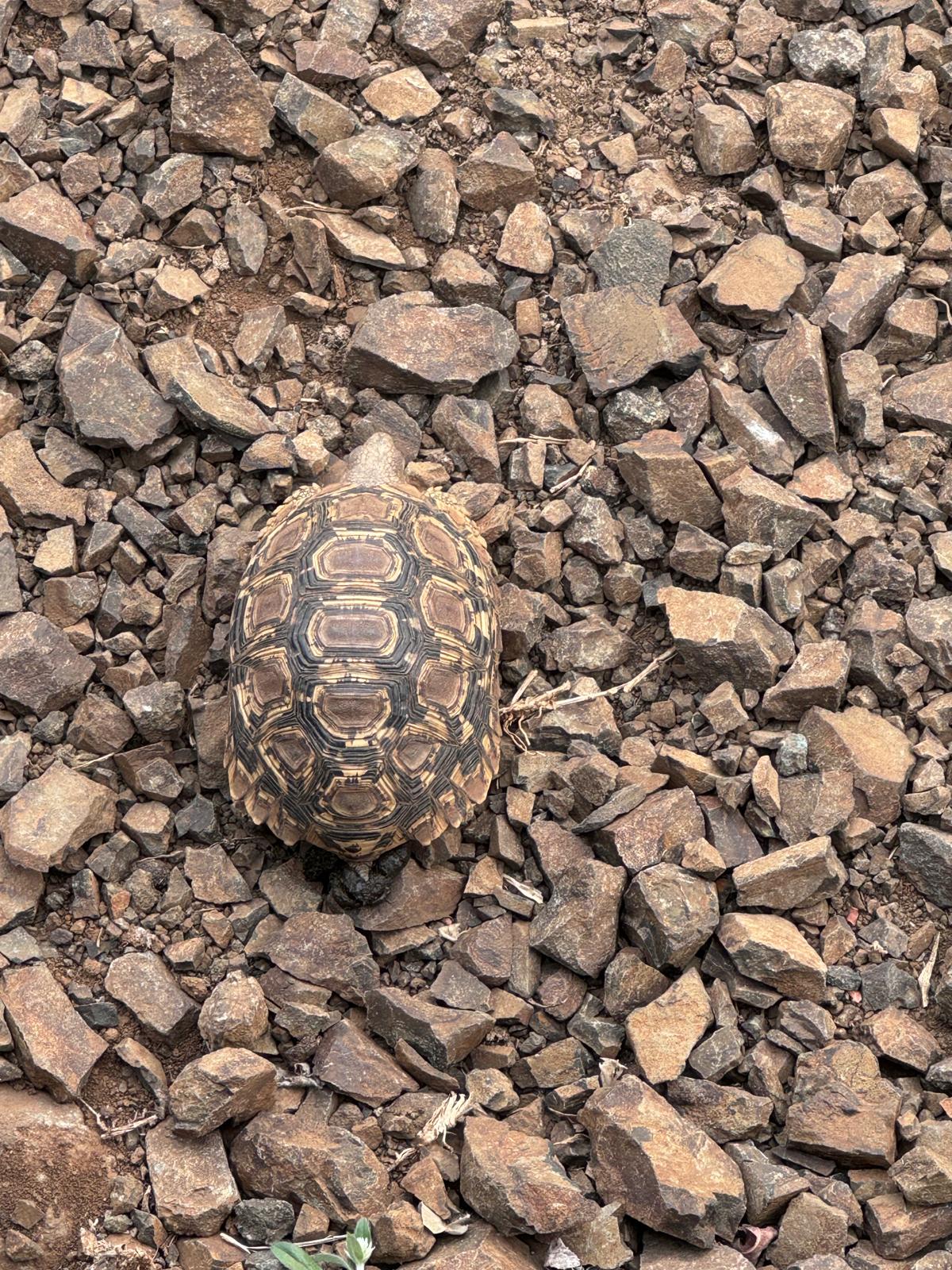 Adam Peerally: a tortoise on the ground