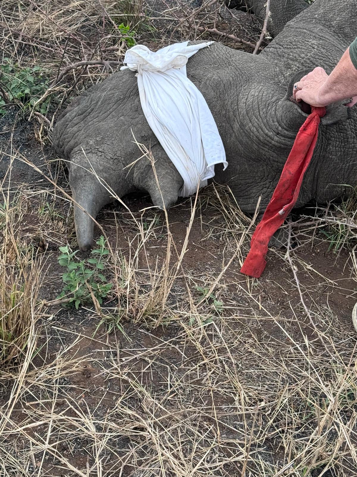Adam Peerally: rhino horn trimming