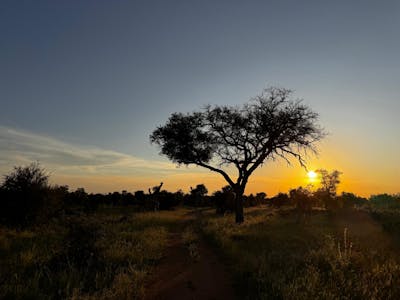 Carrie Roussin: sunset in the Kruger National Park
