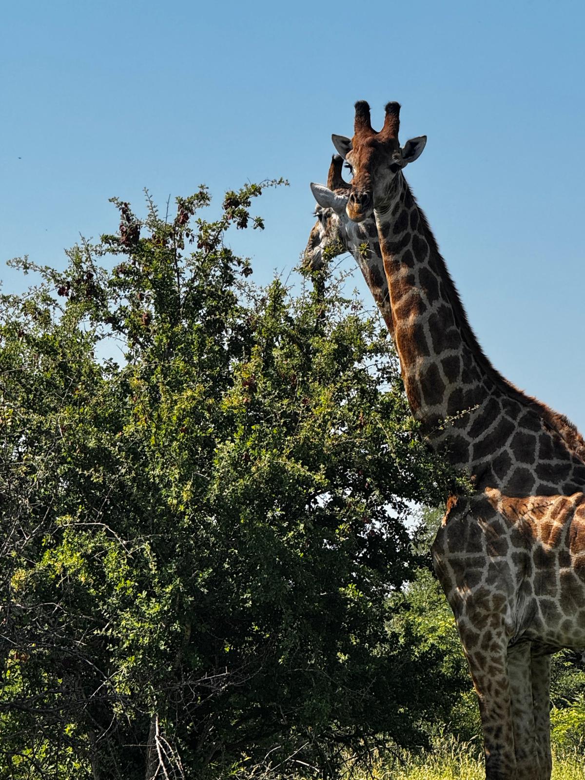 Carrie Roussin: giraffe's browsing 