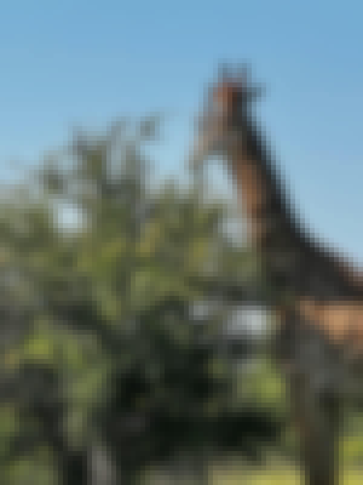 Carrie Roussin: giraffe's browsing 