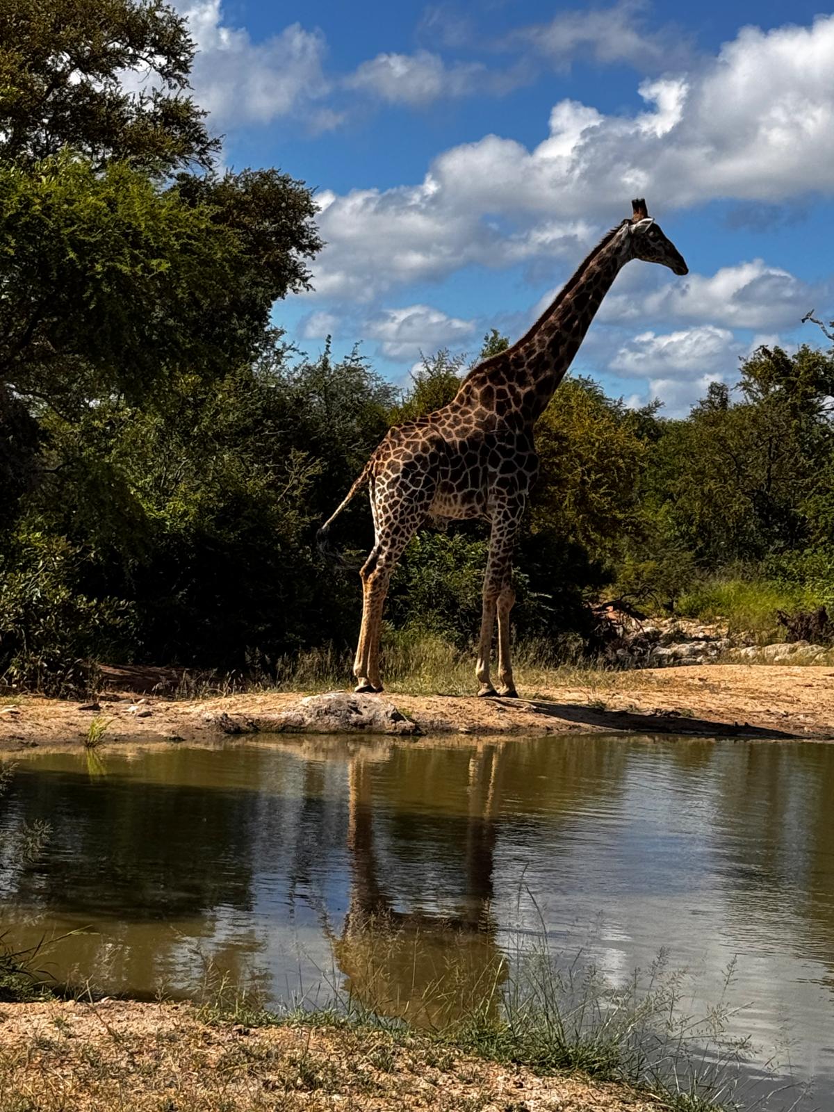 Carrie Roussin: giraffe stood by a watering hole