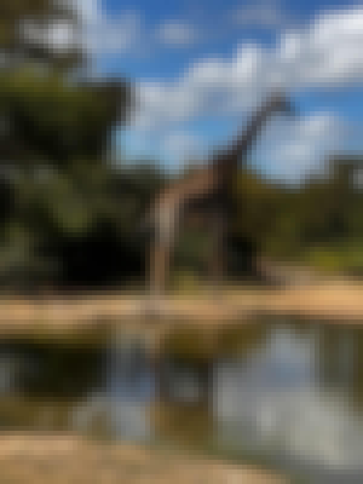 Carrie Roussin: giraffe stood by a watering hole