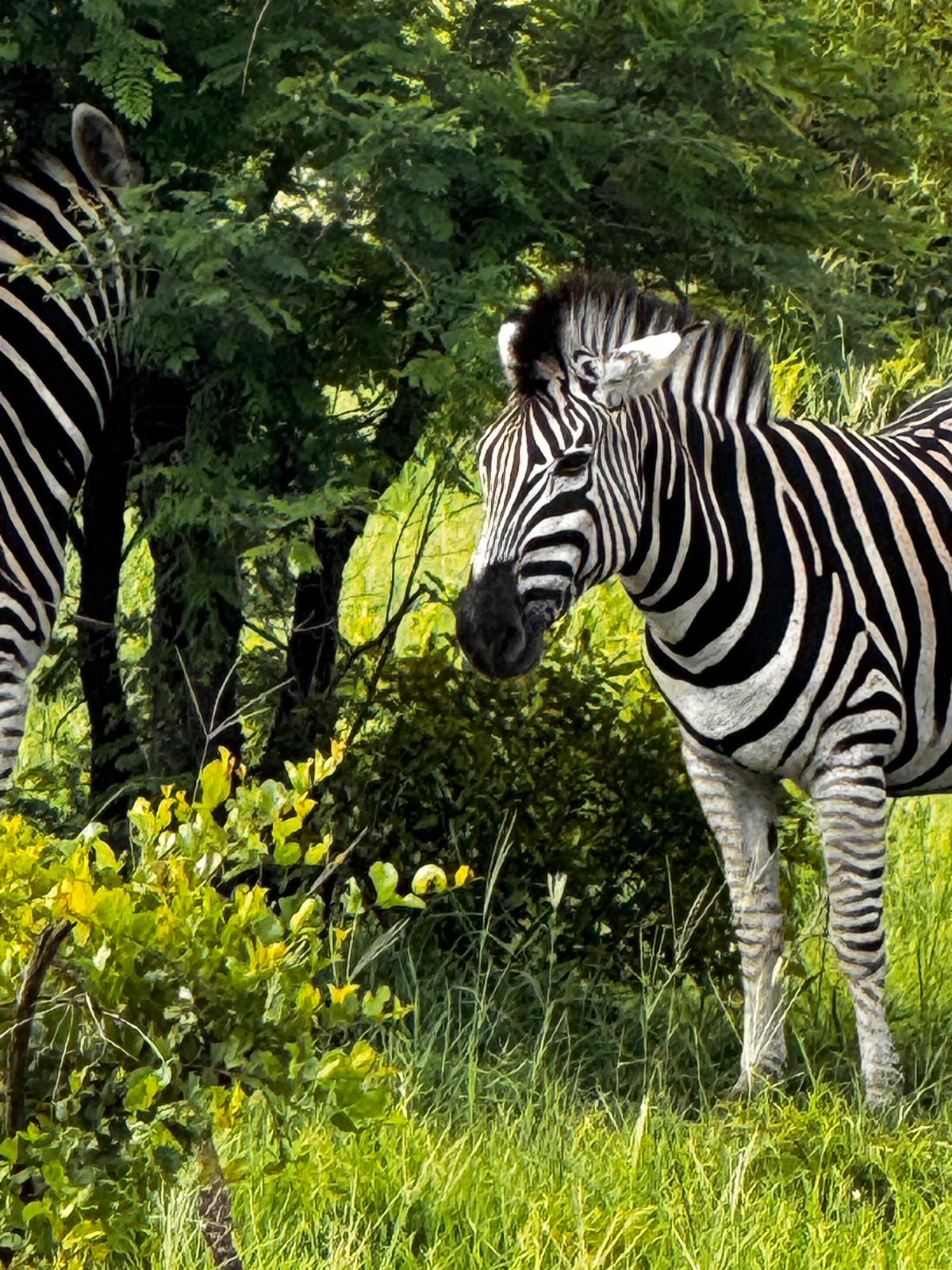 Carrie Roussin: zebra grazing in the Kruger National Park
