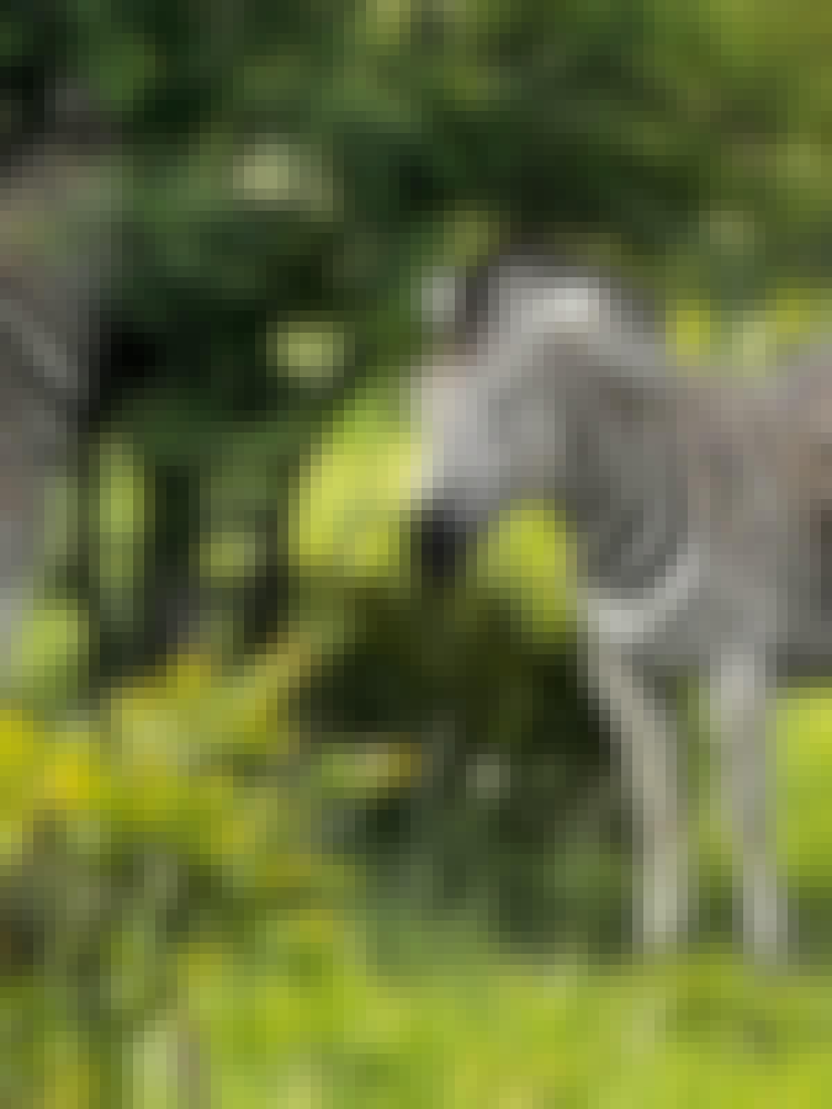 Carrie Roussin: zebra grazing in the Kruger National Park
