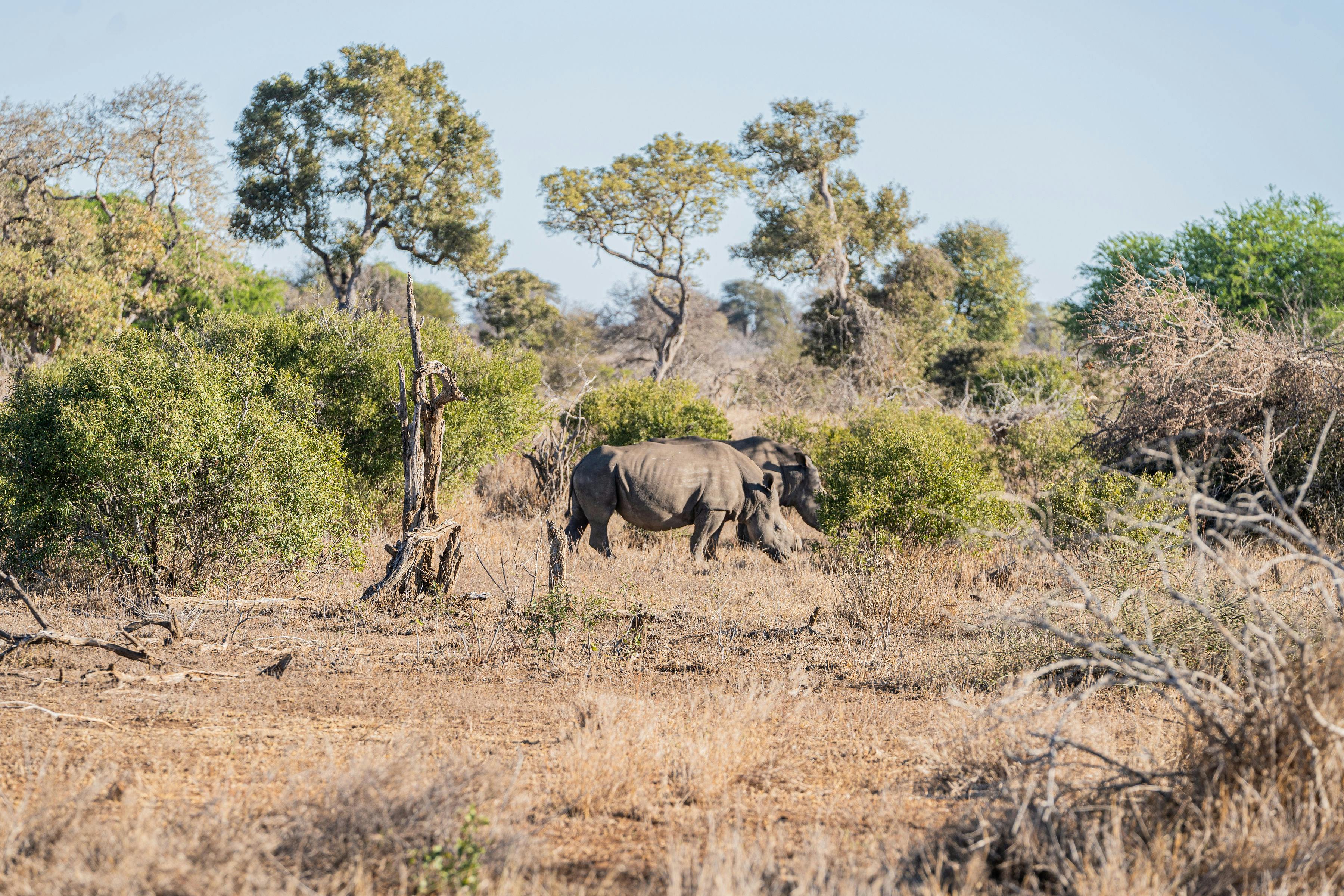 Two rhinos in the Kruger