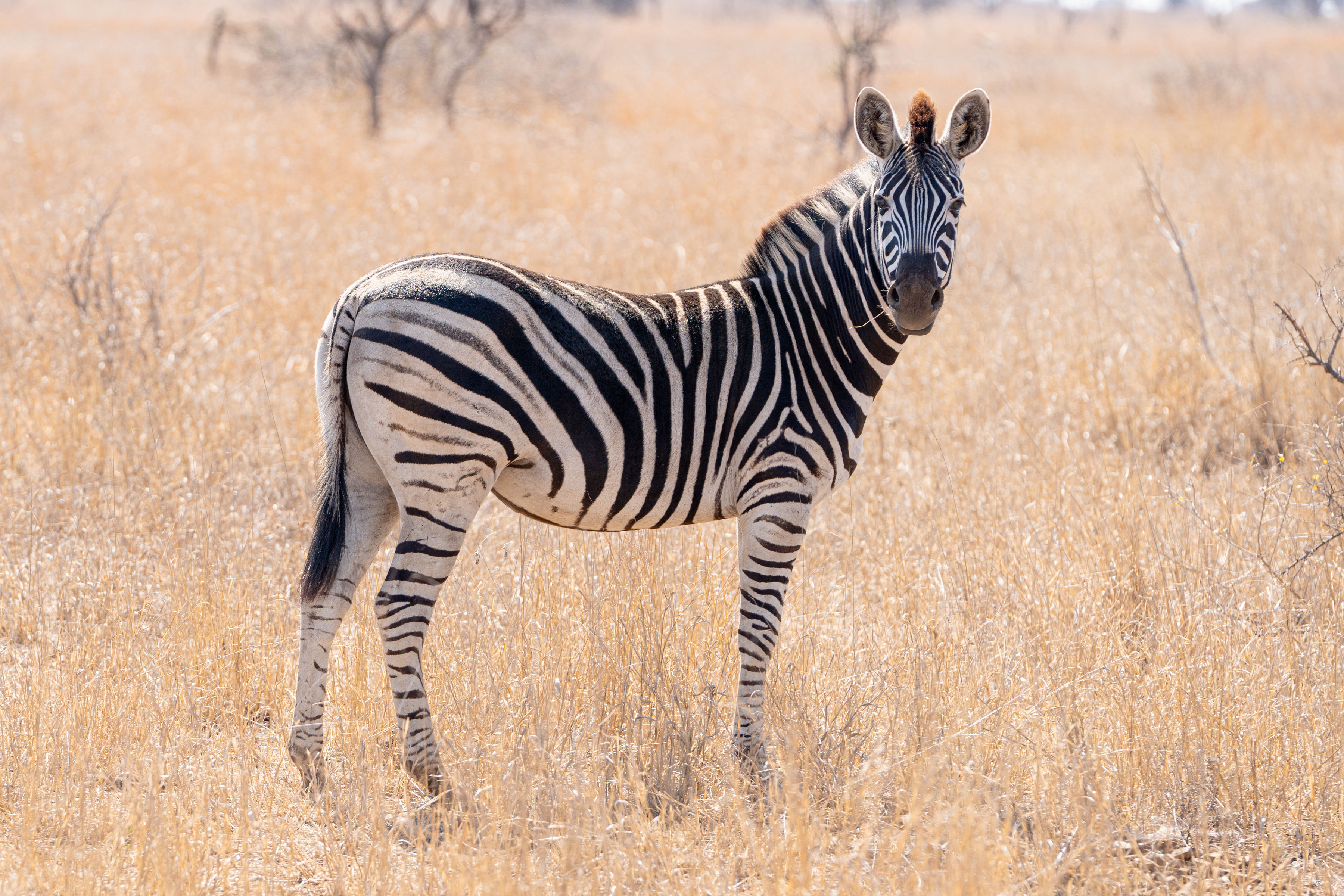 Patrick Brandon: a zebra looking right at the camera