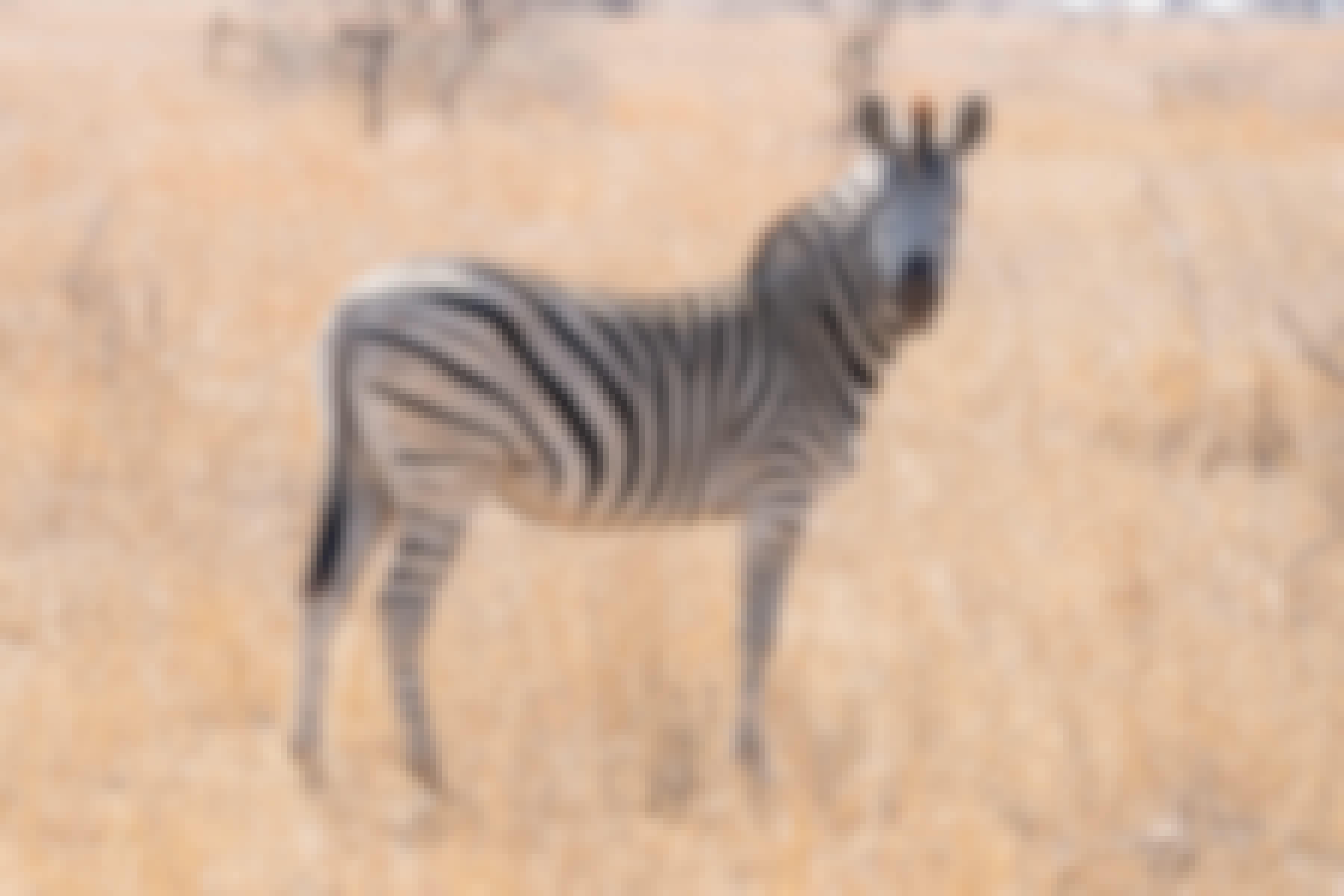 Patrick Brandon: a zebra looking right at the camera