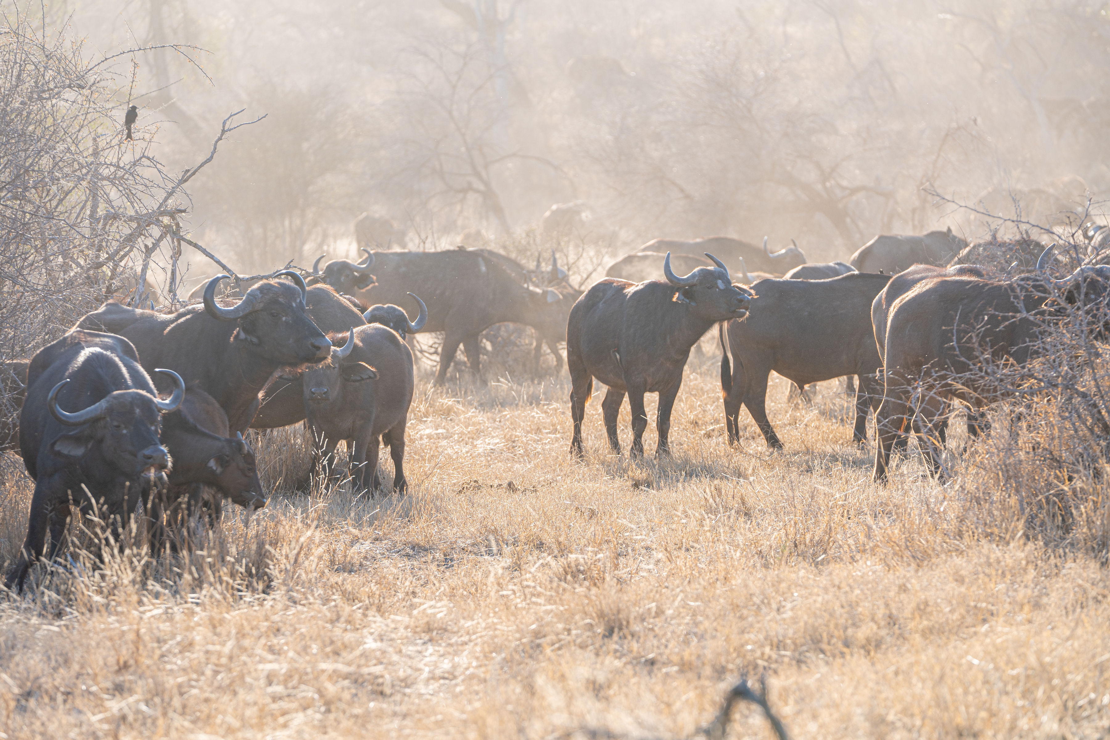 Patrick Brandon: wild buffalo herd
