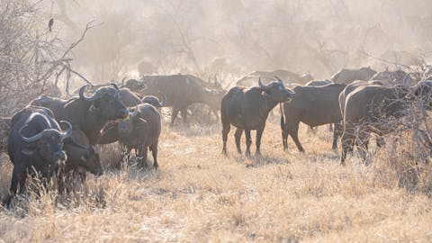 Patrick Brandon: wild buffalo herd