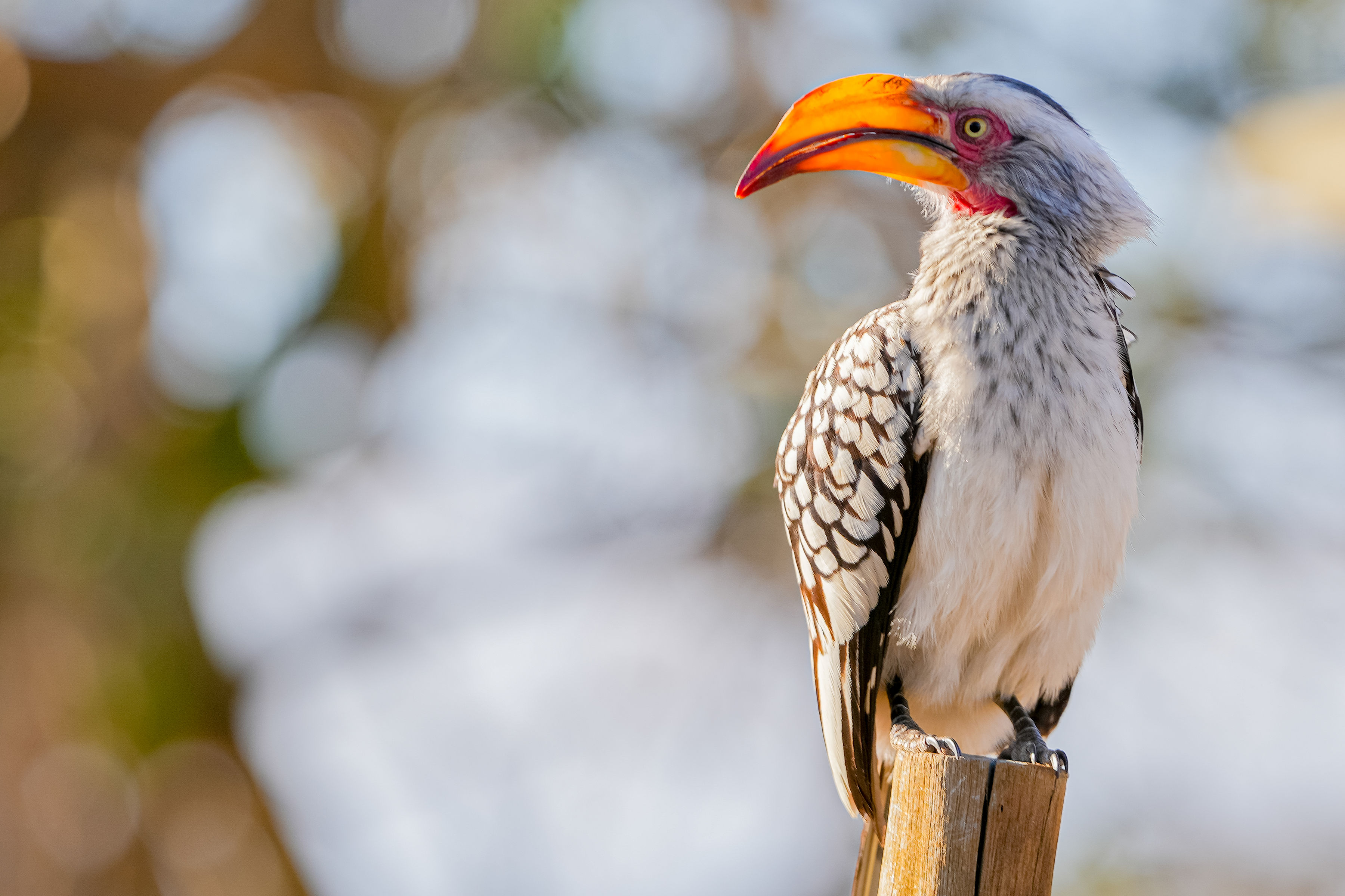 Patrick Brandon: southern yellow hornbill perching on a post