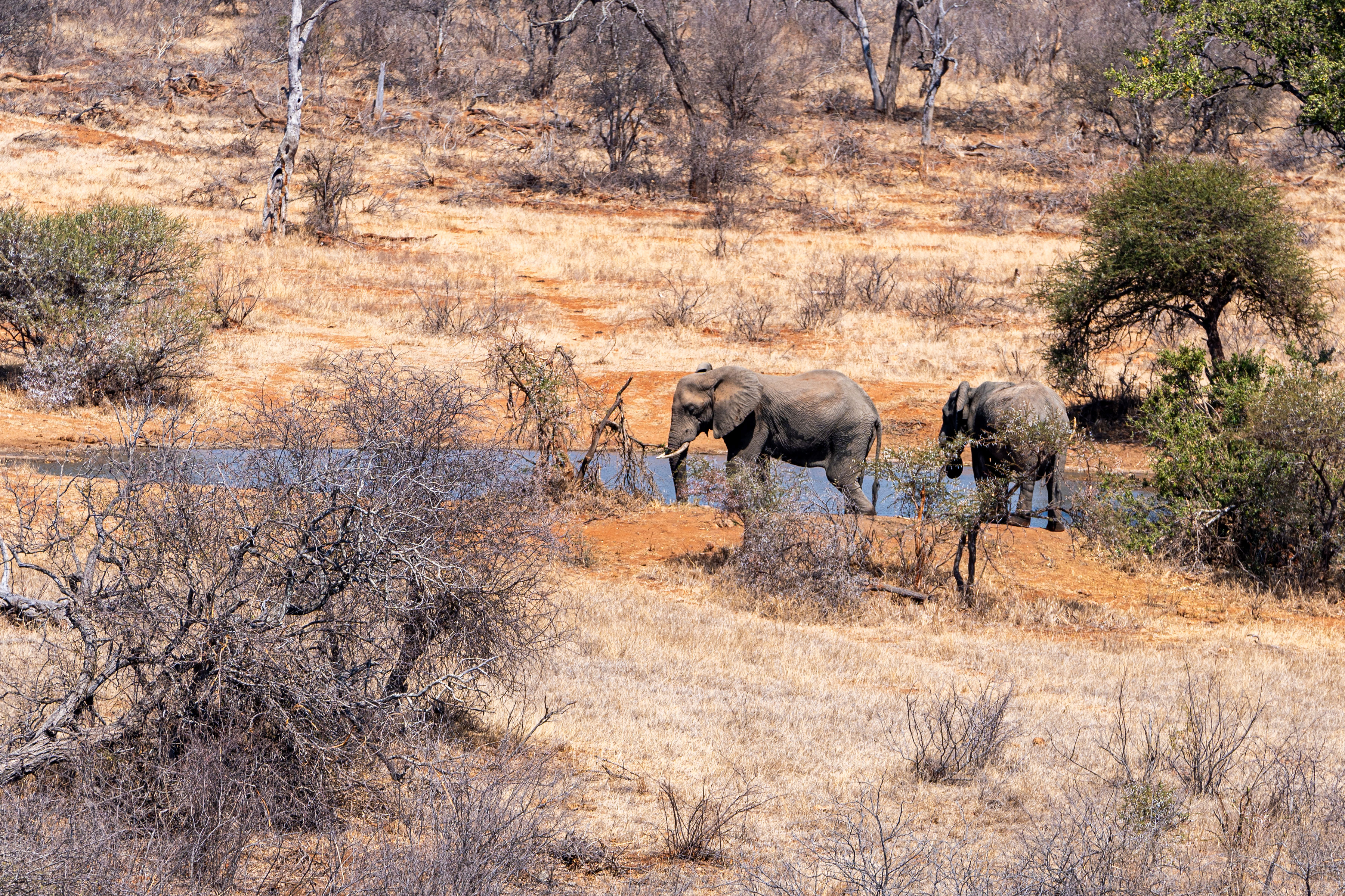 Patrick Brandon: two elephants by a watering hole 