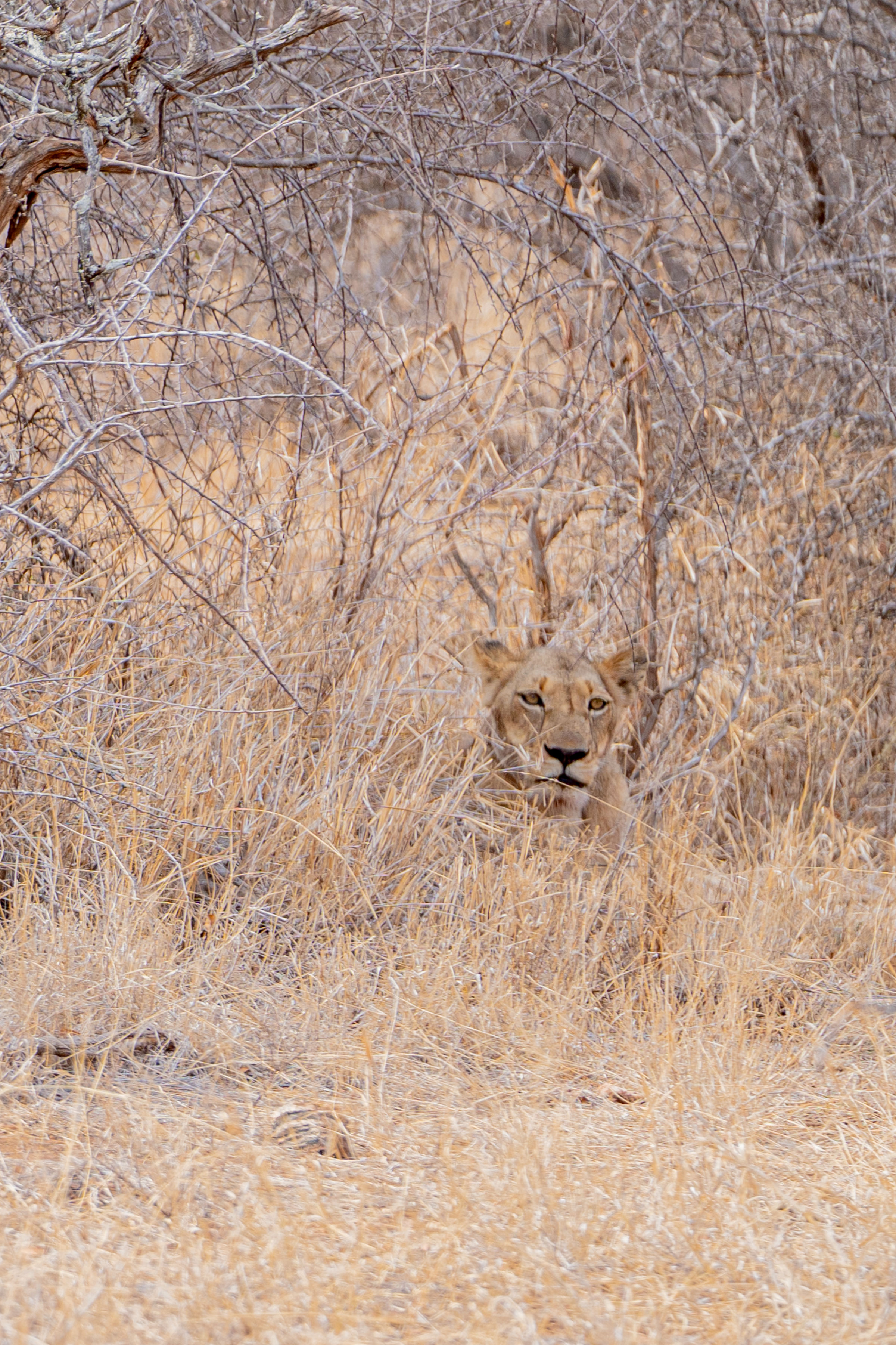 Patrick Brandon: lioness resting up in the long grass