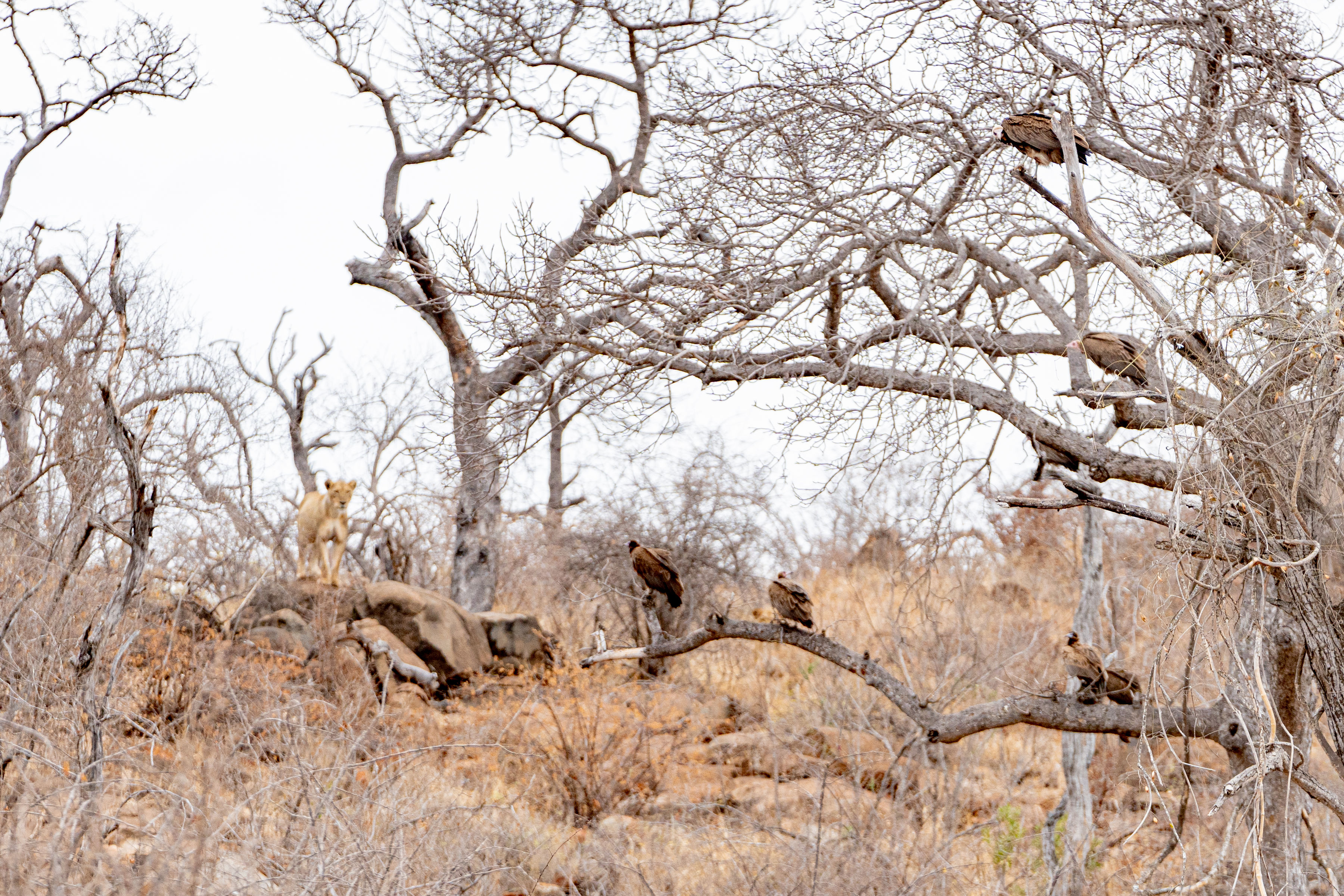 Patrick Brandon: a lioness checking out vultures in a tree
