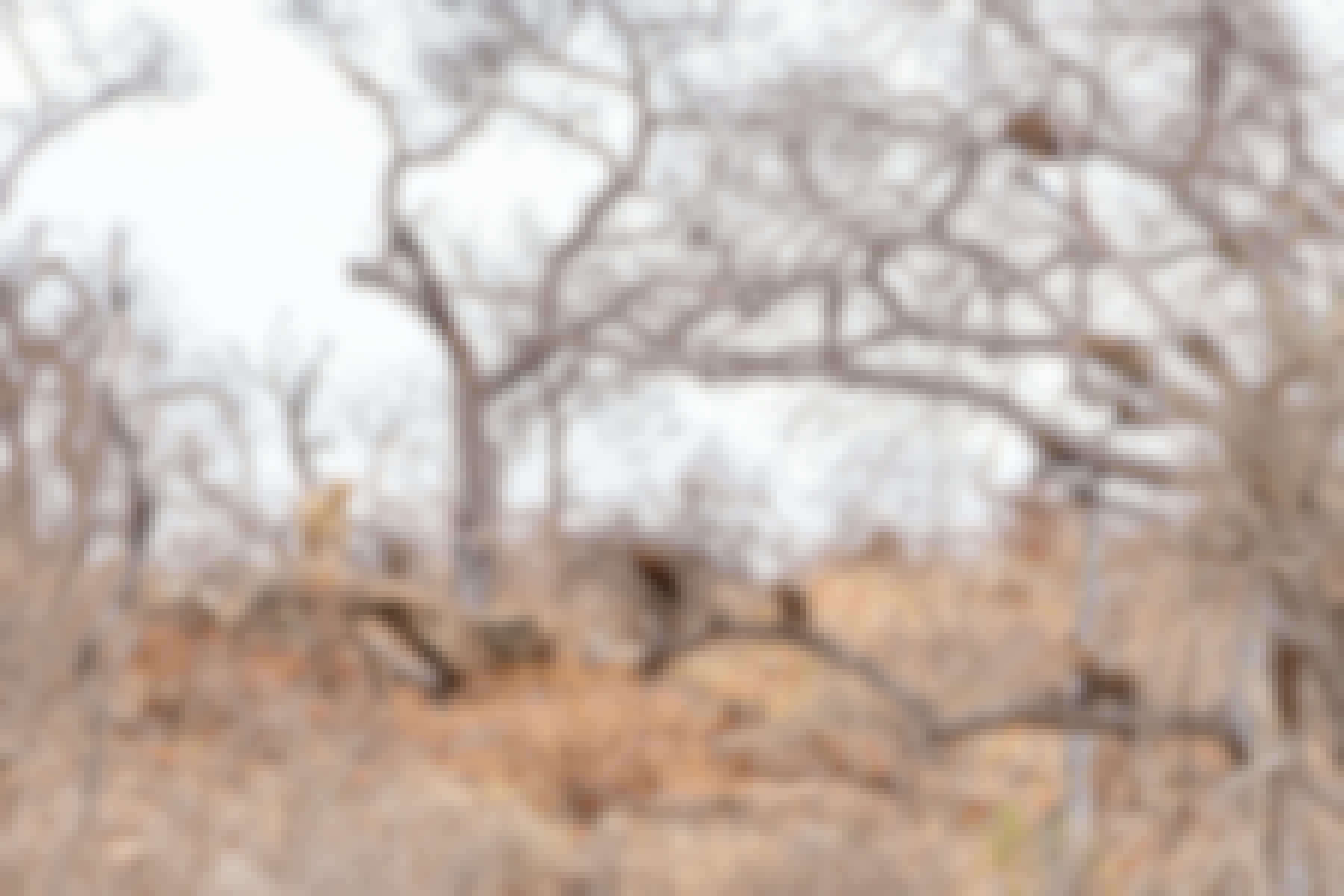 Patrick Brandon: a lioness checking out vultures in a tree
