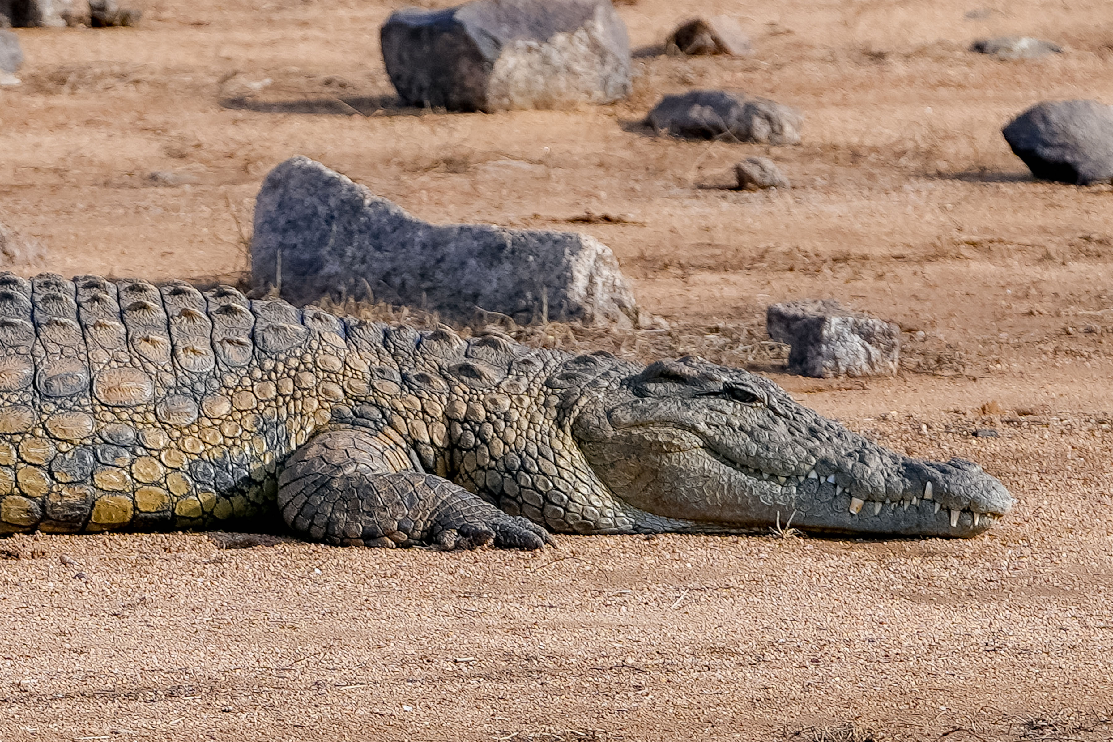 Patrick Brandon: nile crocodile relaxing on the ground