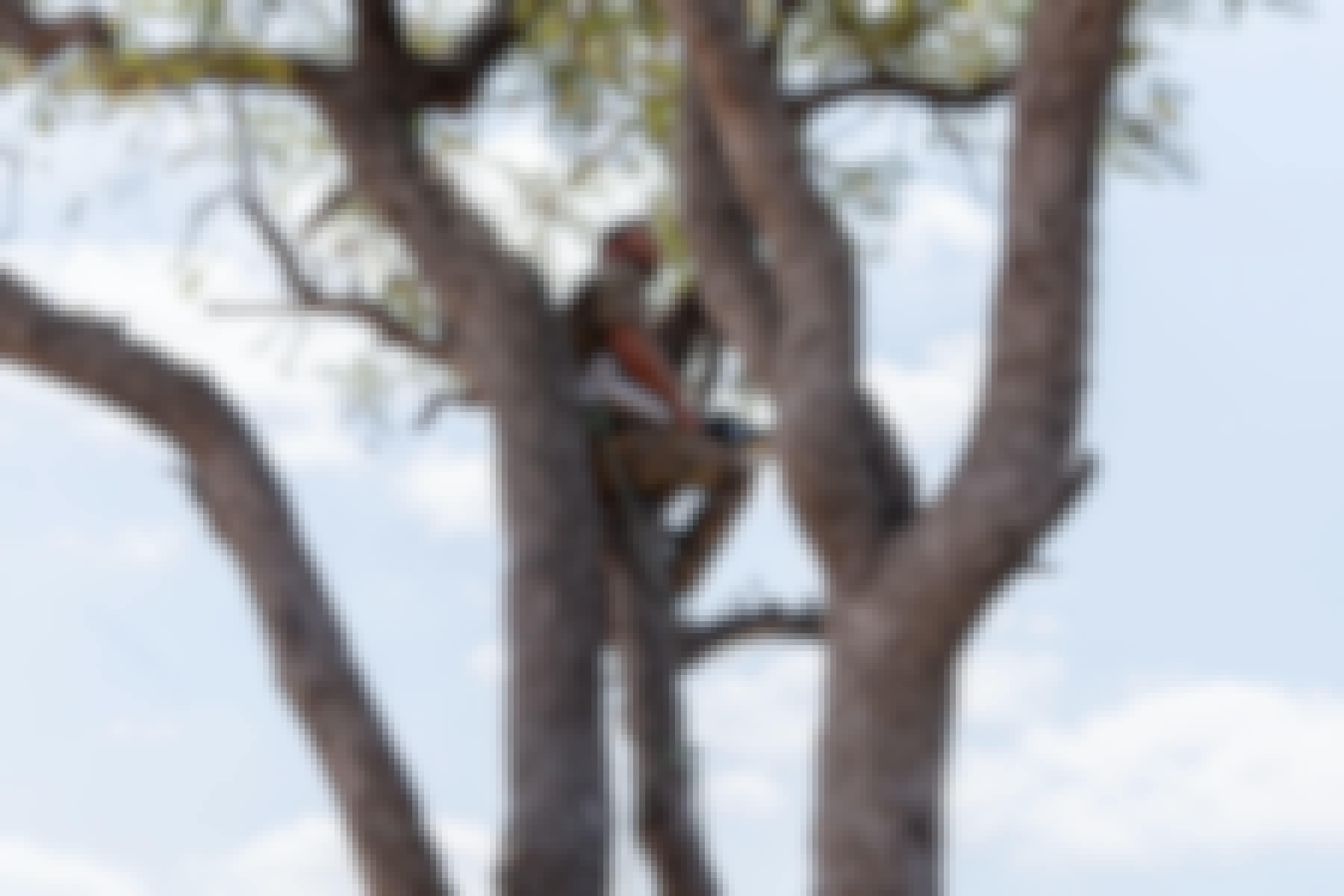 Patrick Brandon: a ranger getting a better view from up in a tree